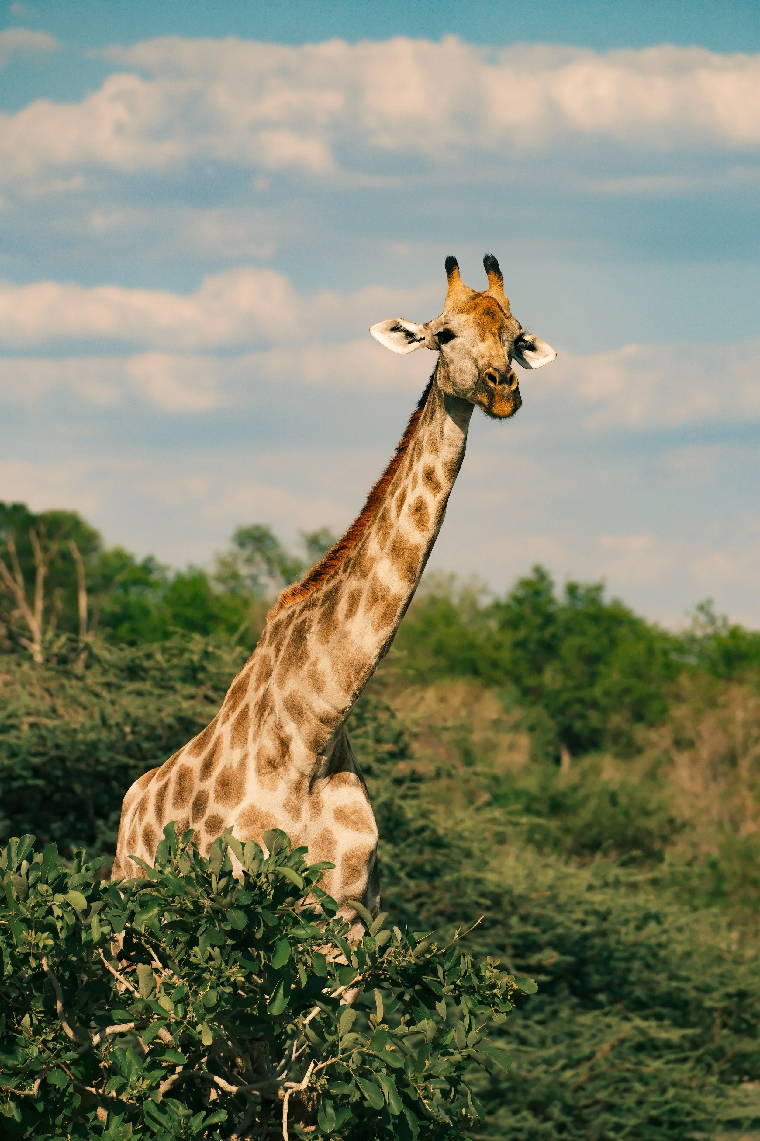 Une girafe qui se tient derrière des buissons dans une nature avec un ciel bleu et quelques nuages.