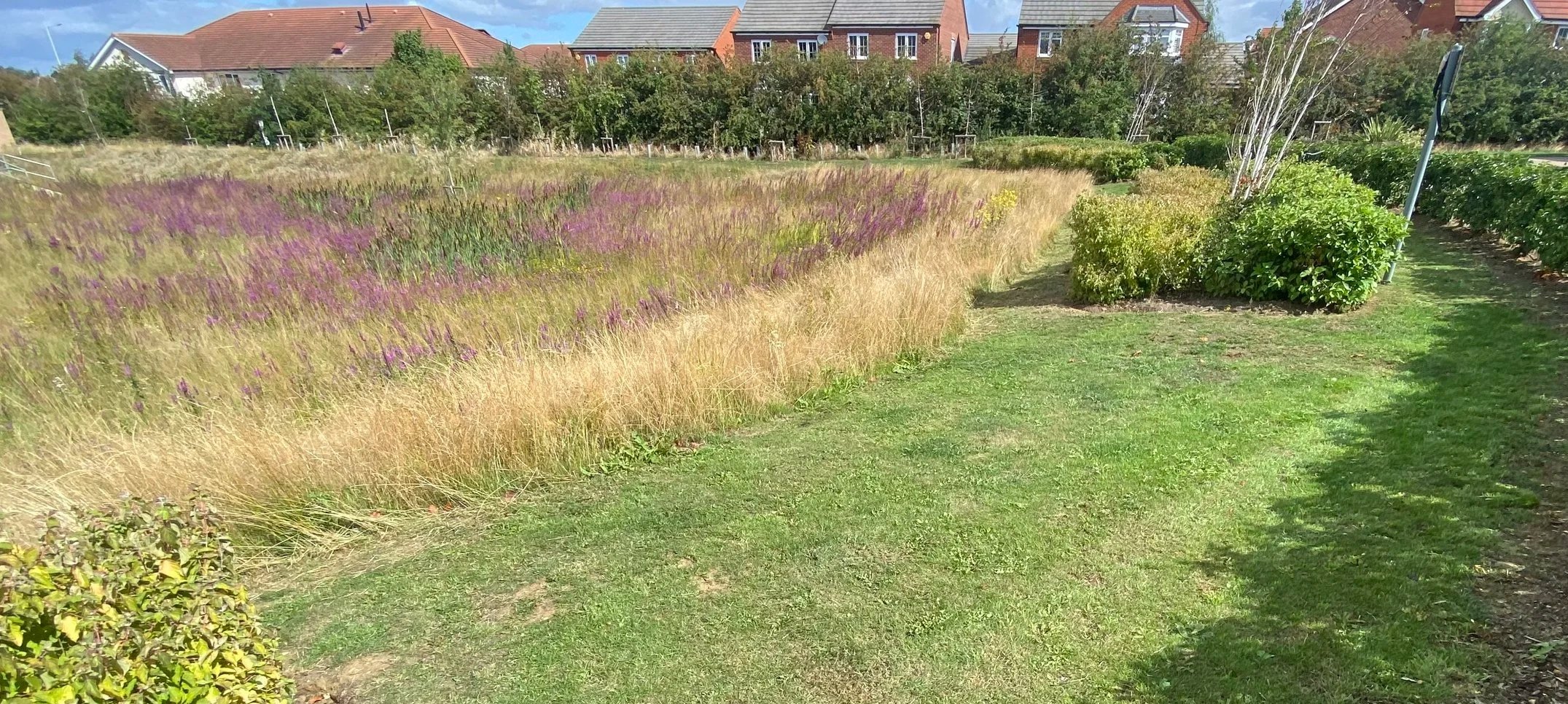 Swale cut wildflower maintenance striped grass bed edge restoration bark wood chip mulch