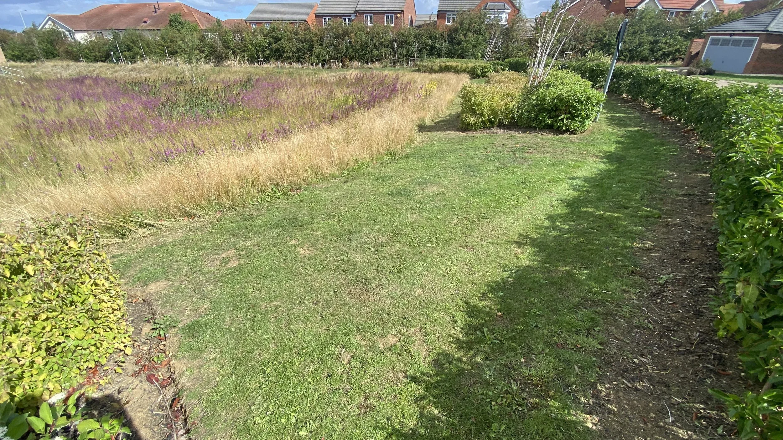 A water drainage swale with a wild flower and grassy area surrounded by bushes, a edged flower bed with purple and yellow flowering plants, and houses with red brick roofs in the background under a blue sky.