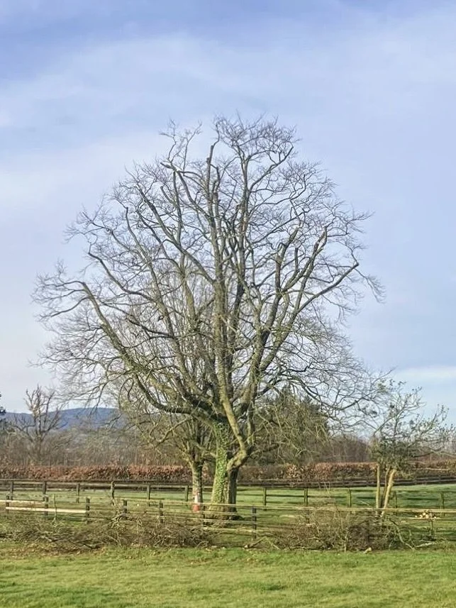 A large, leafless tree standing in a grassy field with a wooden fence in the foreground and a partly cloudy sky in the background.
