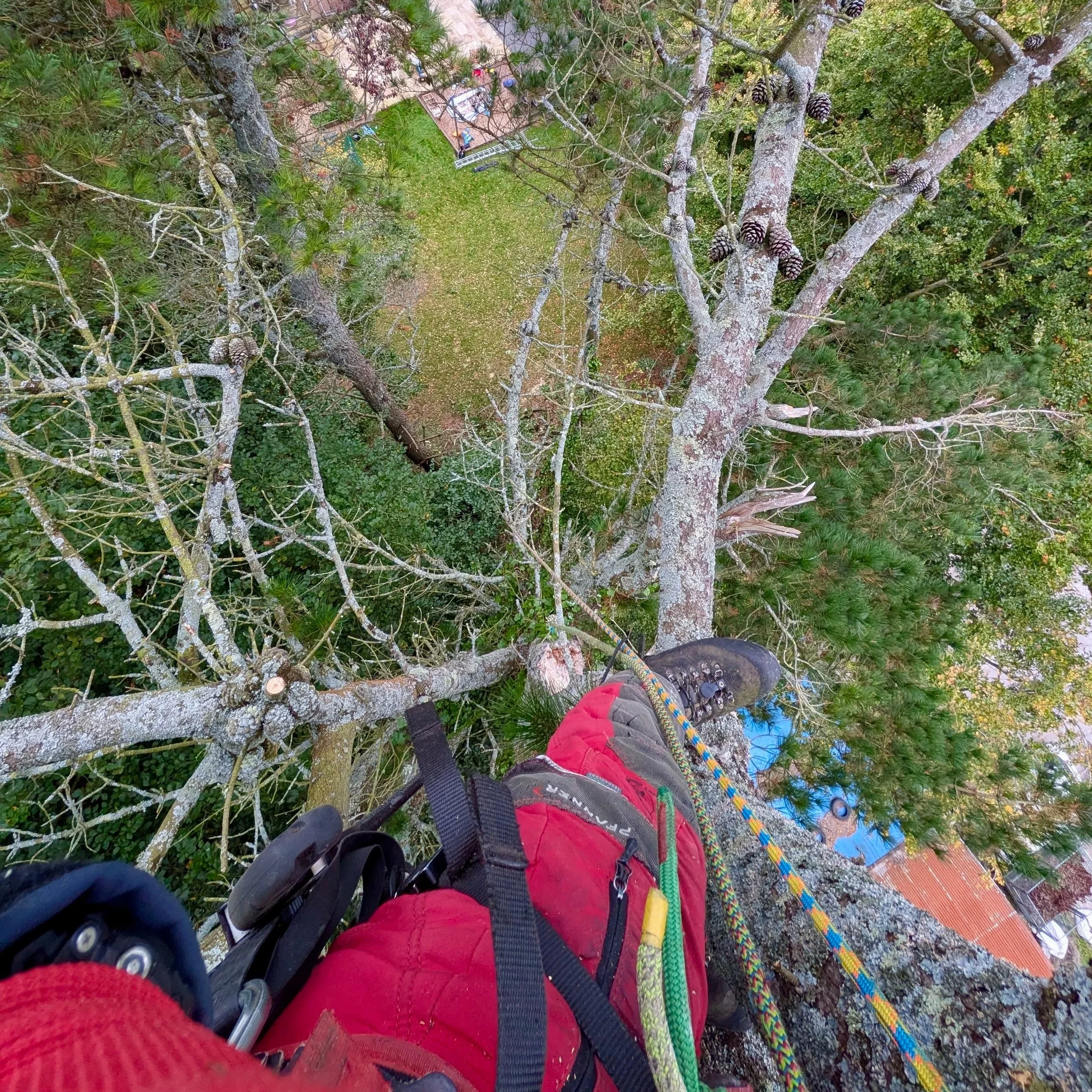 120 FOOT PINE REMOVAL
