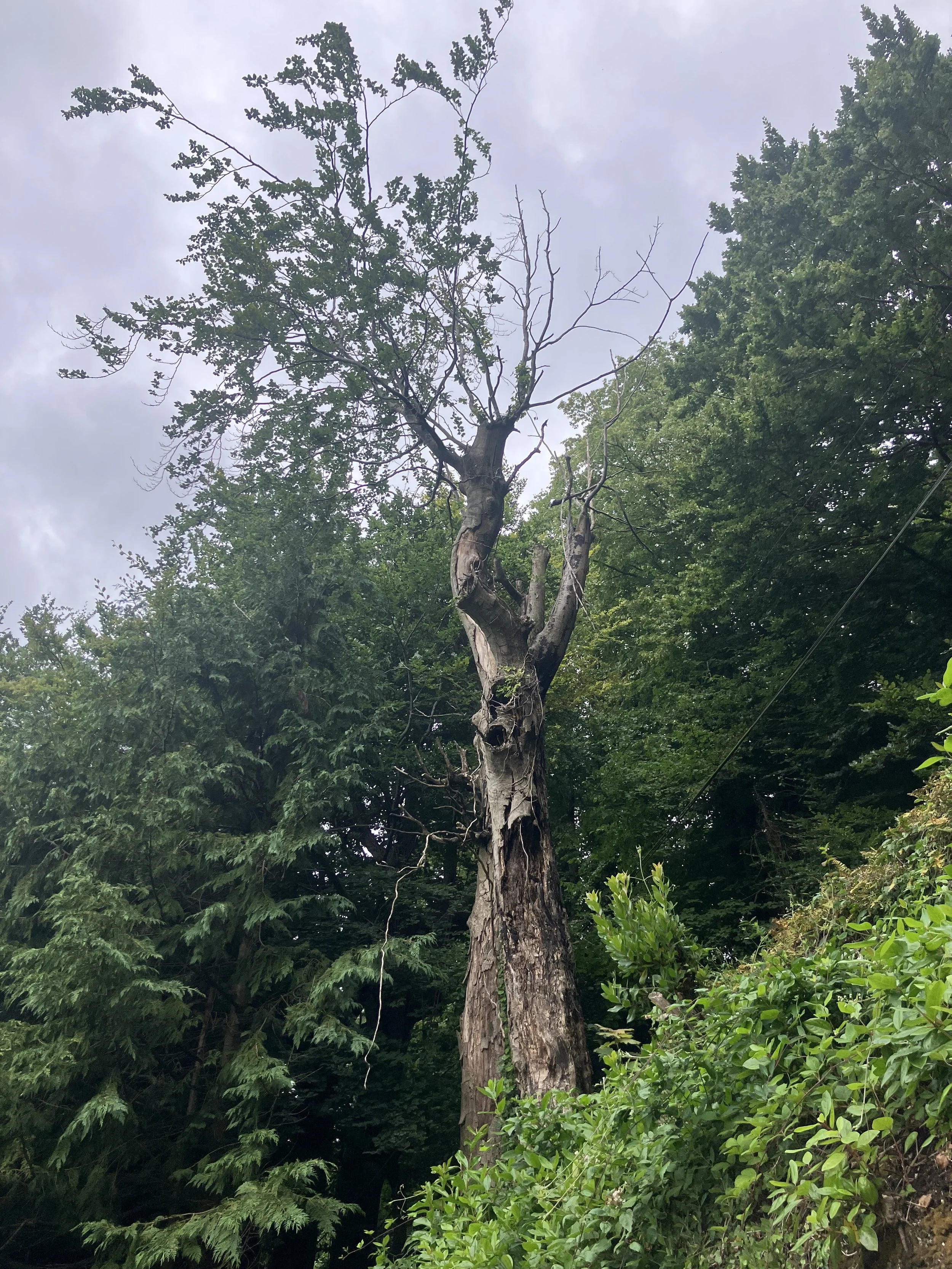 DANGER TREE: Extreamly decayed beech tree on a steep bank above a house. This tree was climbed and dismantled safely using technical rope systems. 