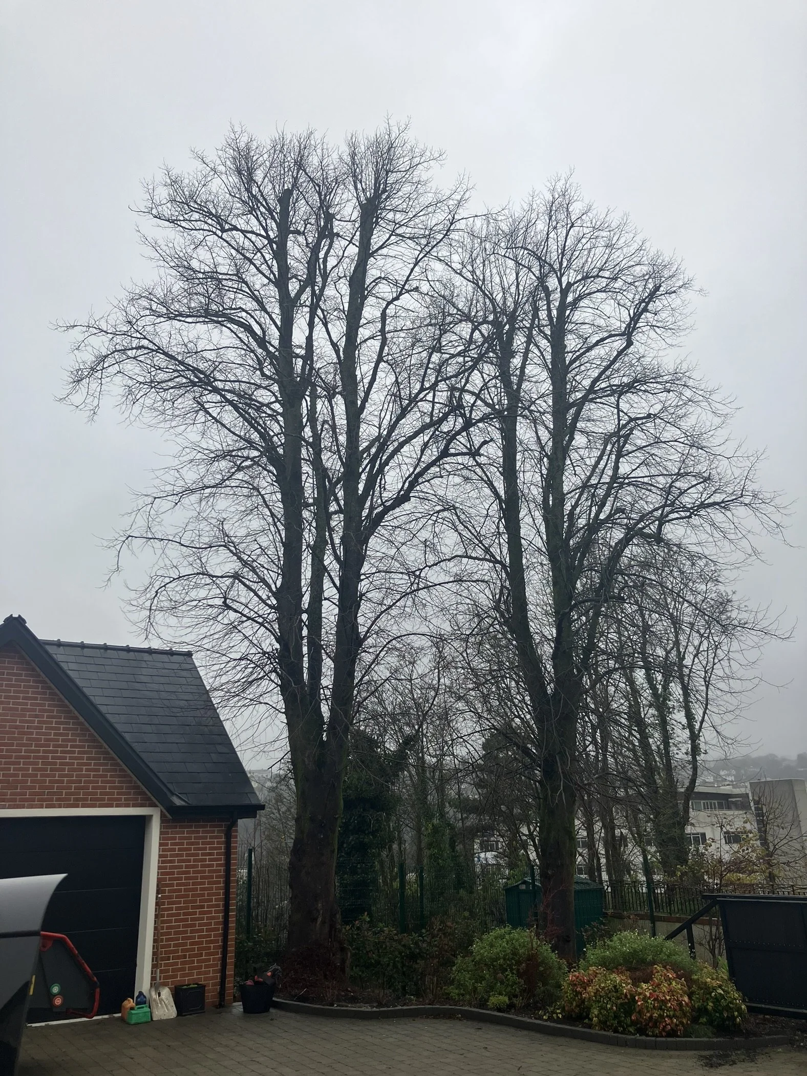 BEFORE: Exposed lime trees next to the house 