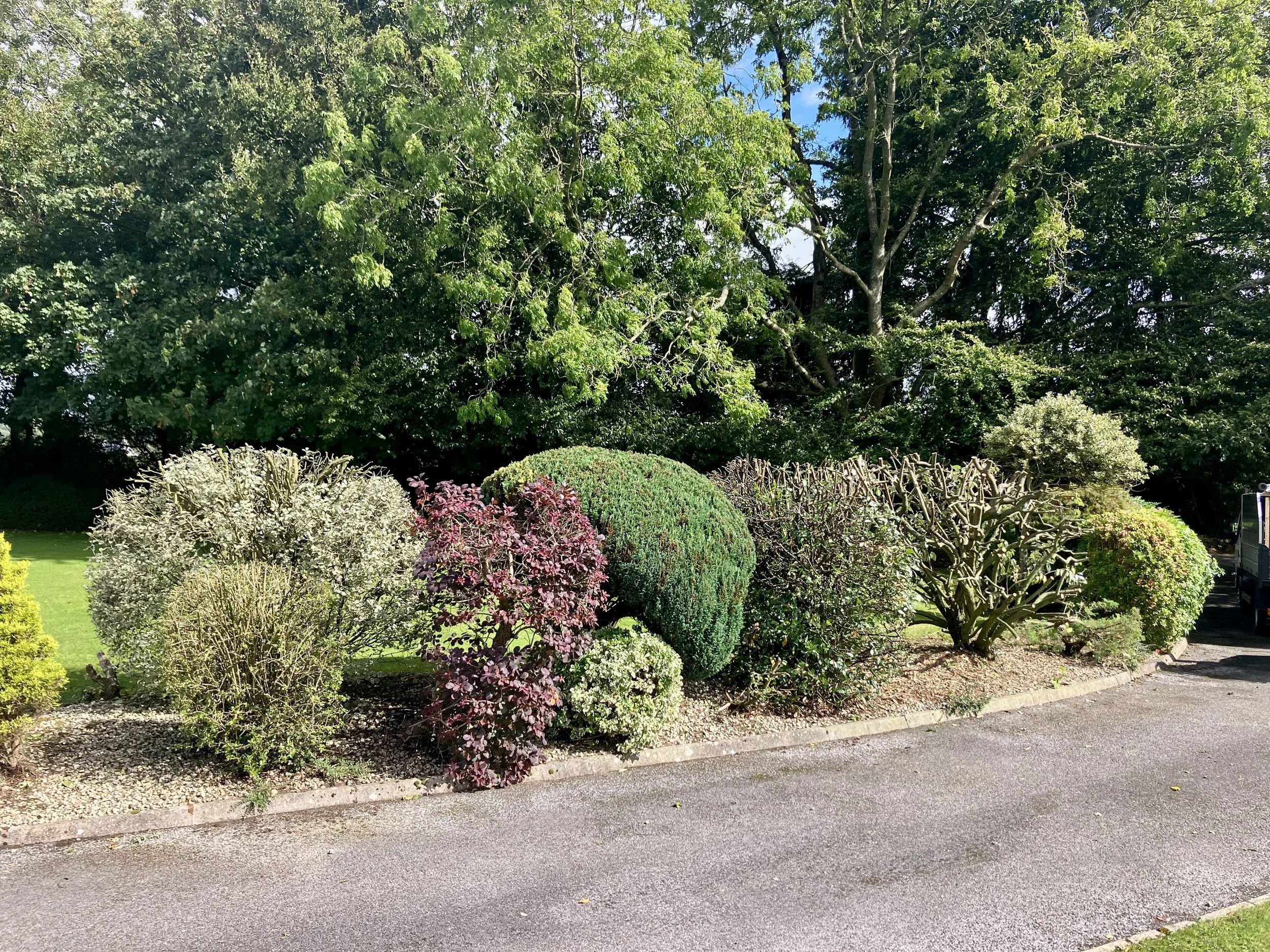 A row of various bushes and shrubs planted along a paved sidewalk, with a large green tree in the background under a bright blue sky.