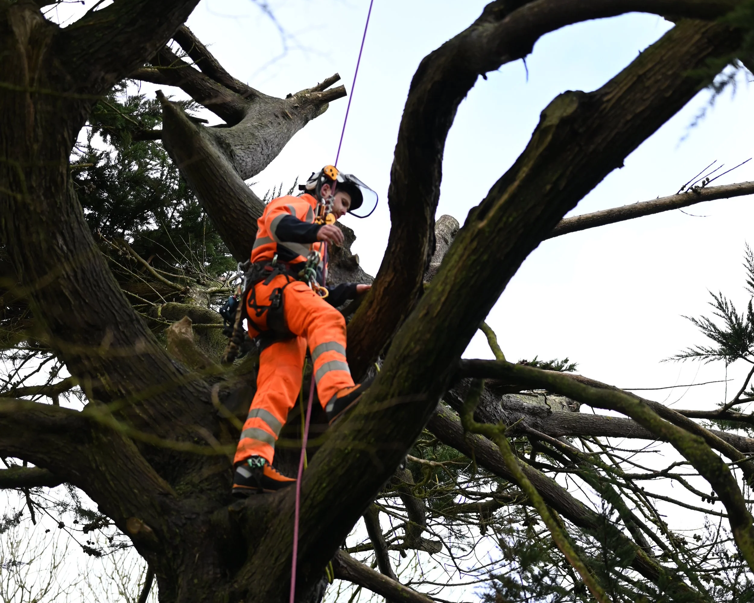 A person wearing an orange safety suit and helmet is climbing or working on a large, leafless tree, secured with climbing gear and a pink safety rope.
