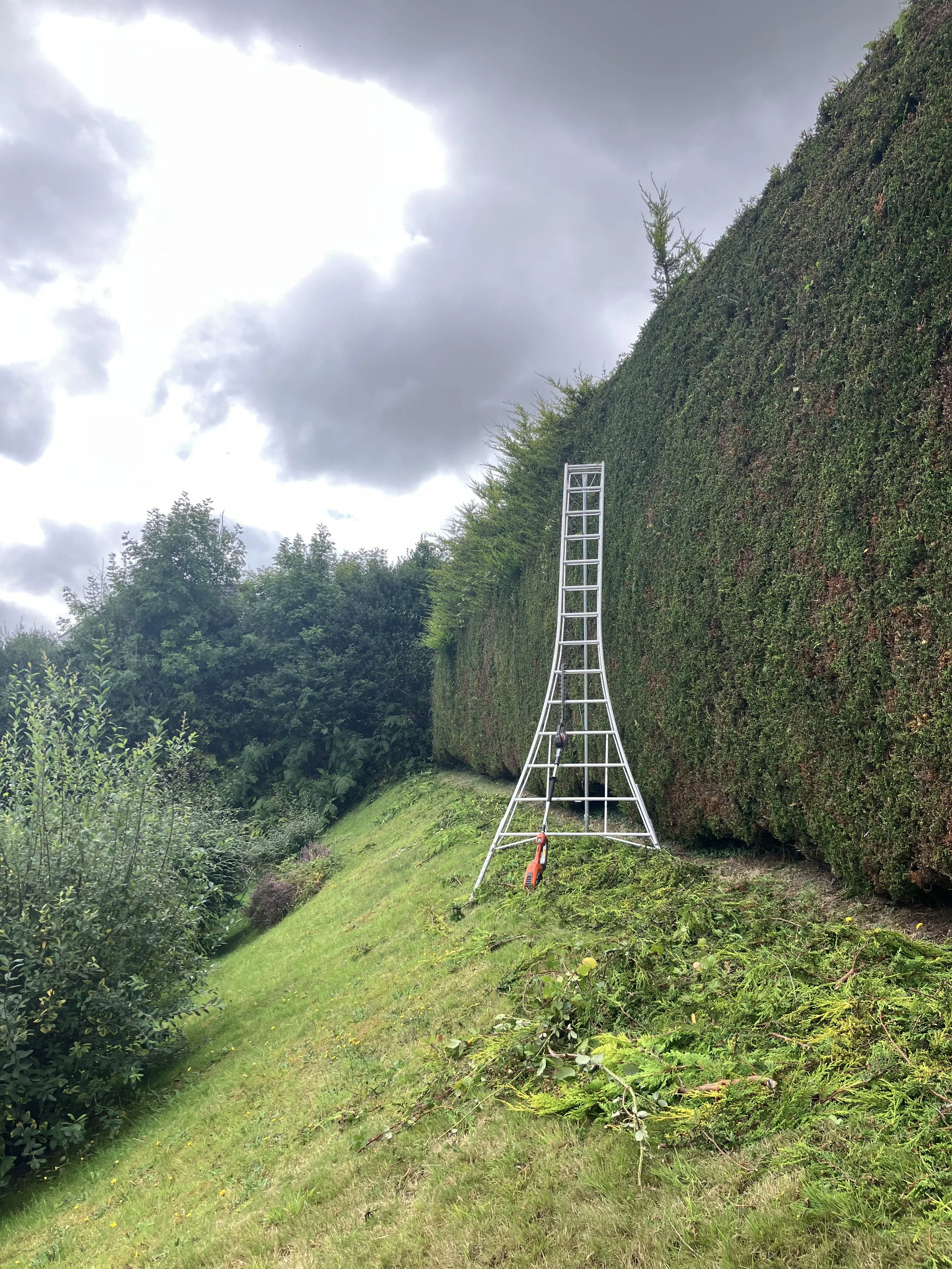 17 foot high Leylandii hedge on a steep bank.