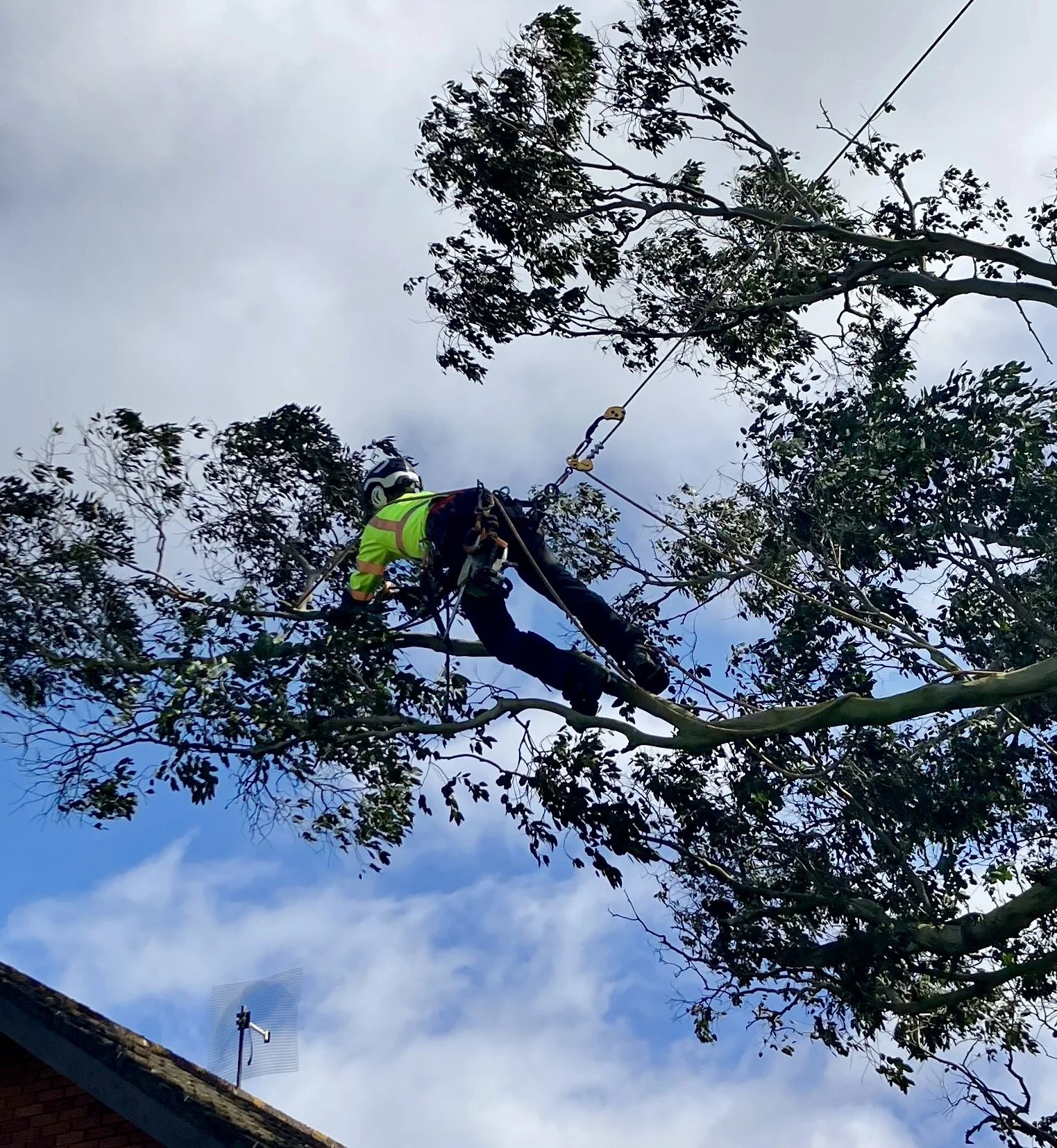                 EUCALYPTUS REMOVAL OVER HOUSE