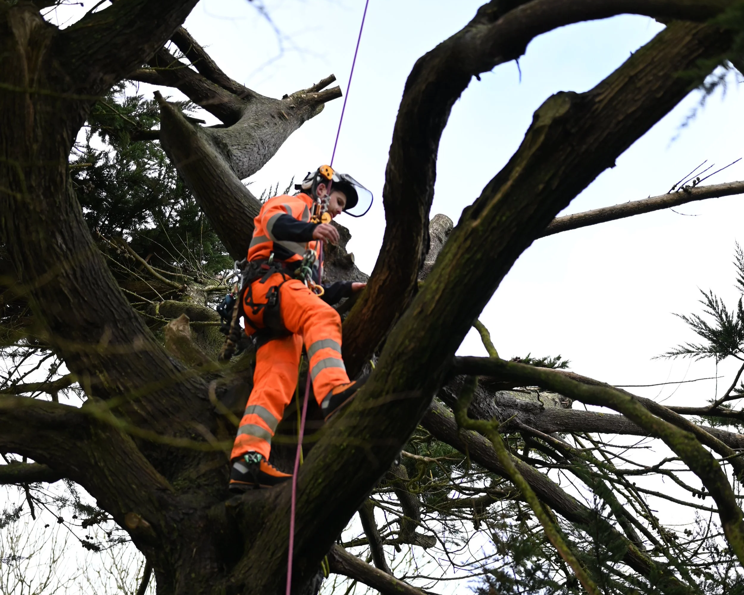 A person in orange safety gear climbing a tree with ropes and harnesses.