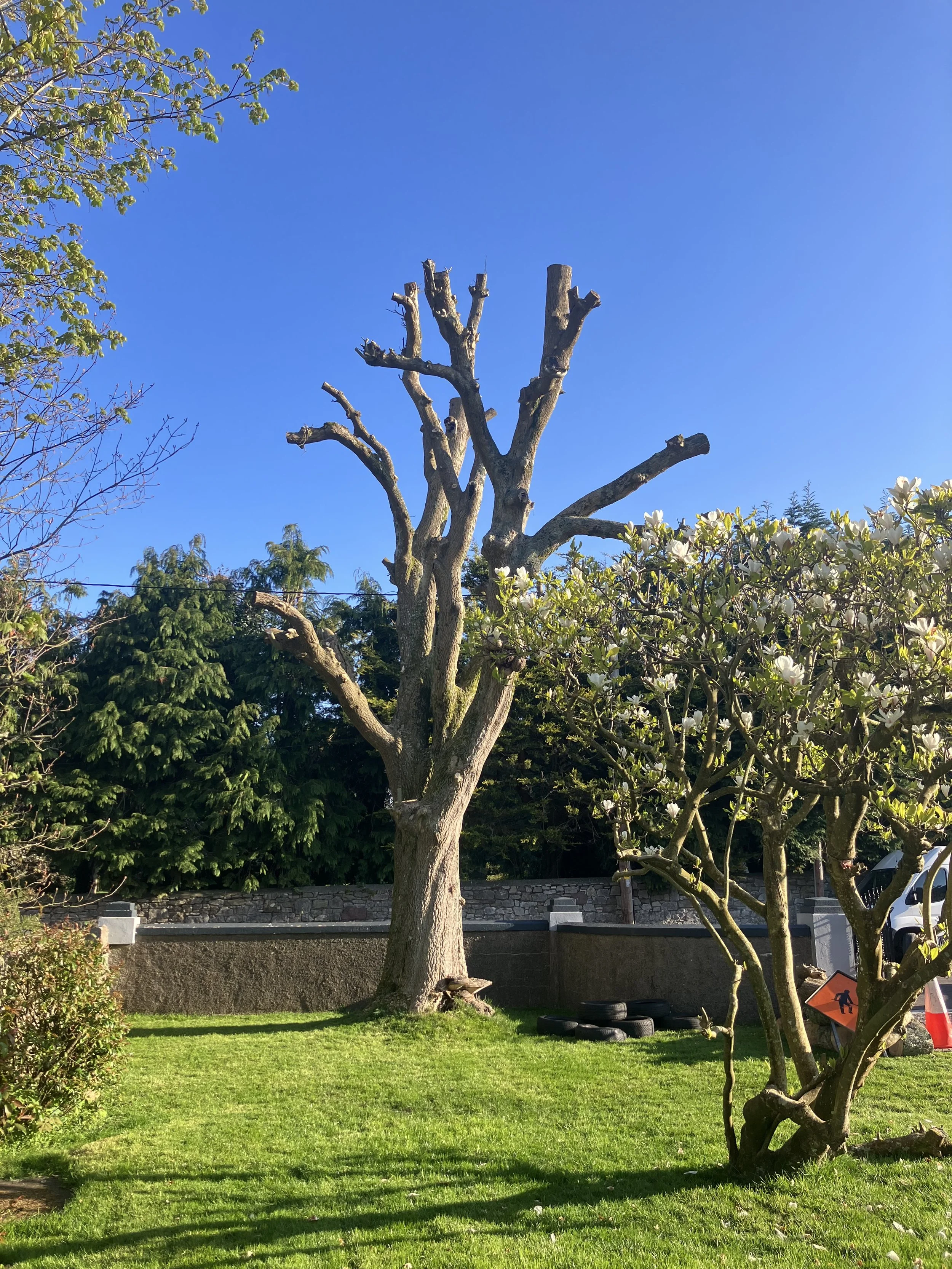 BEFORE: Dying ash tree.