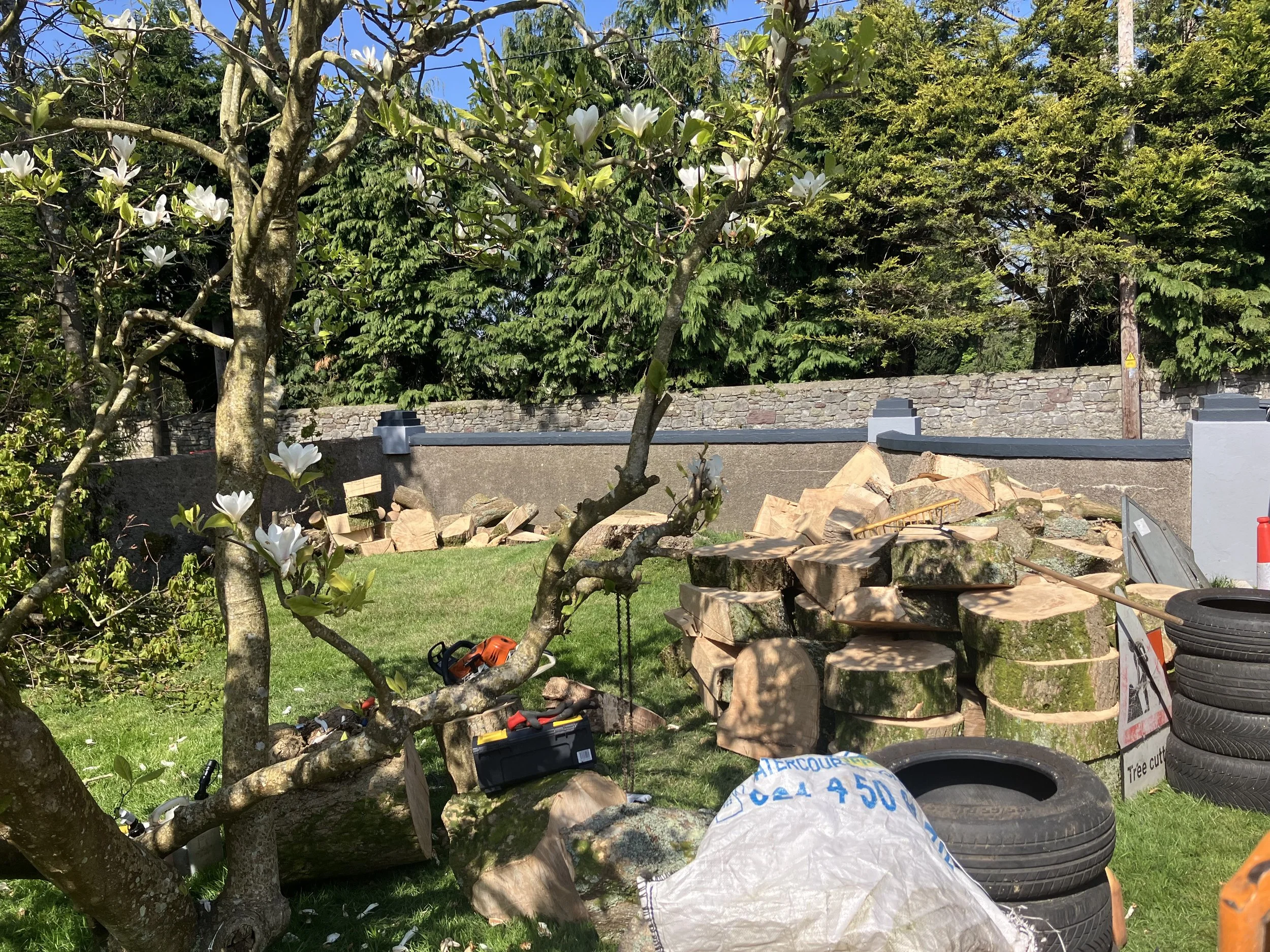 AFTER: All cut into firewood.