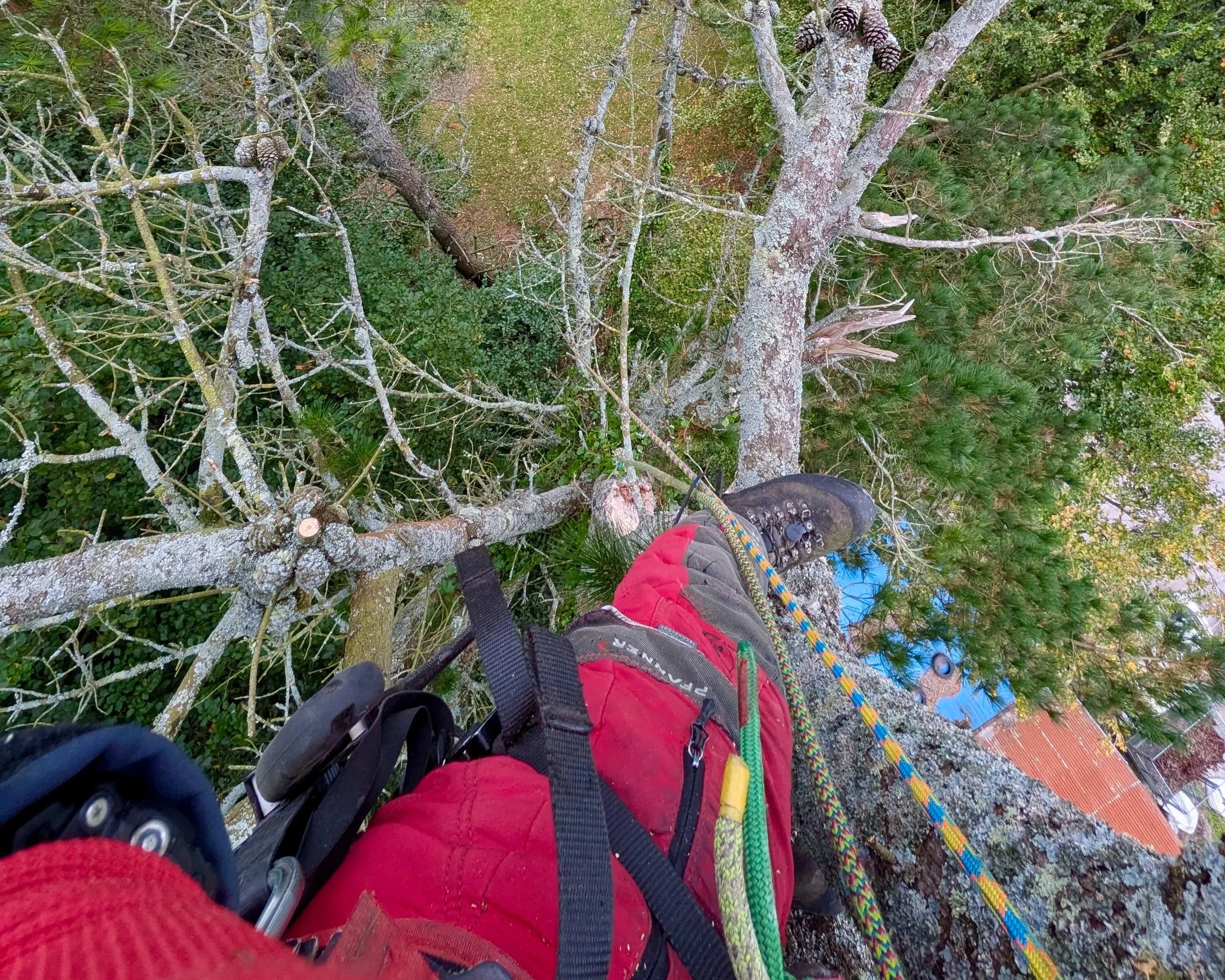 View from a high branch of a tall tree showing a person's legs, wearing red pants and black sneakers, climbing gear, and climbing rope.