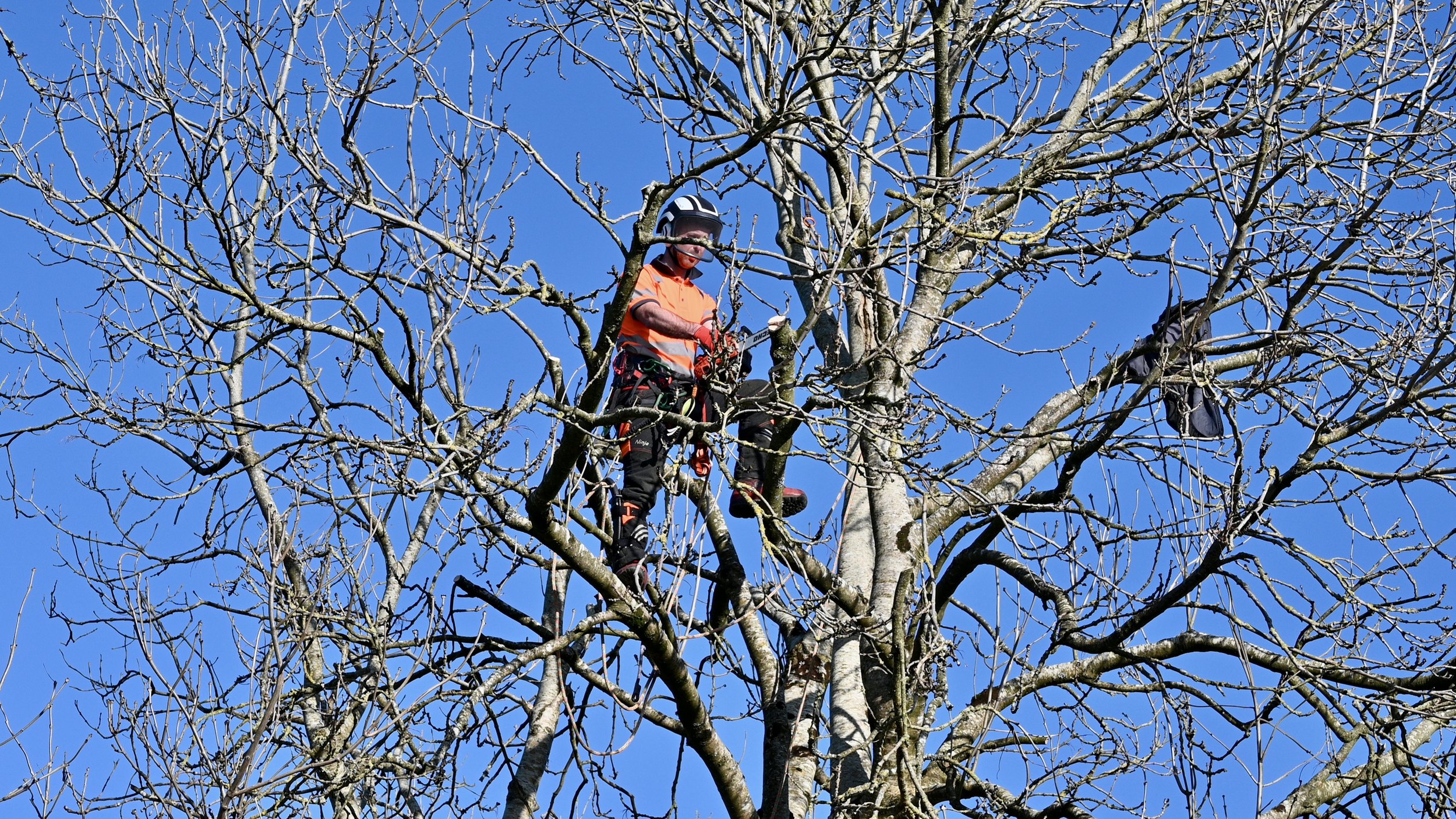 A person in a helmet and orange safety vest climbing a leafless tree using climbing gear, against a clear blue sky.