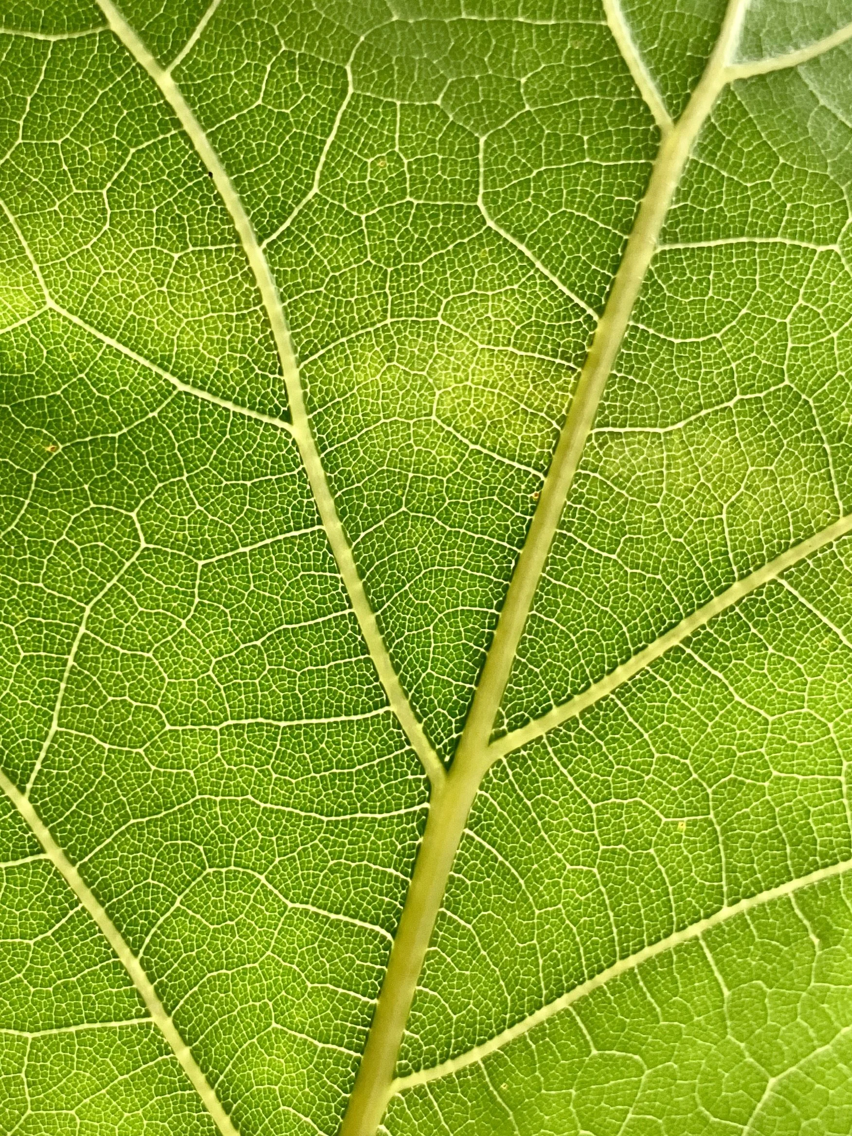 Close-up of a green leaf showing its intricate vein pattern and texture.