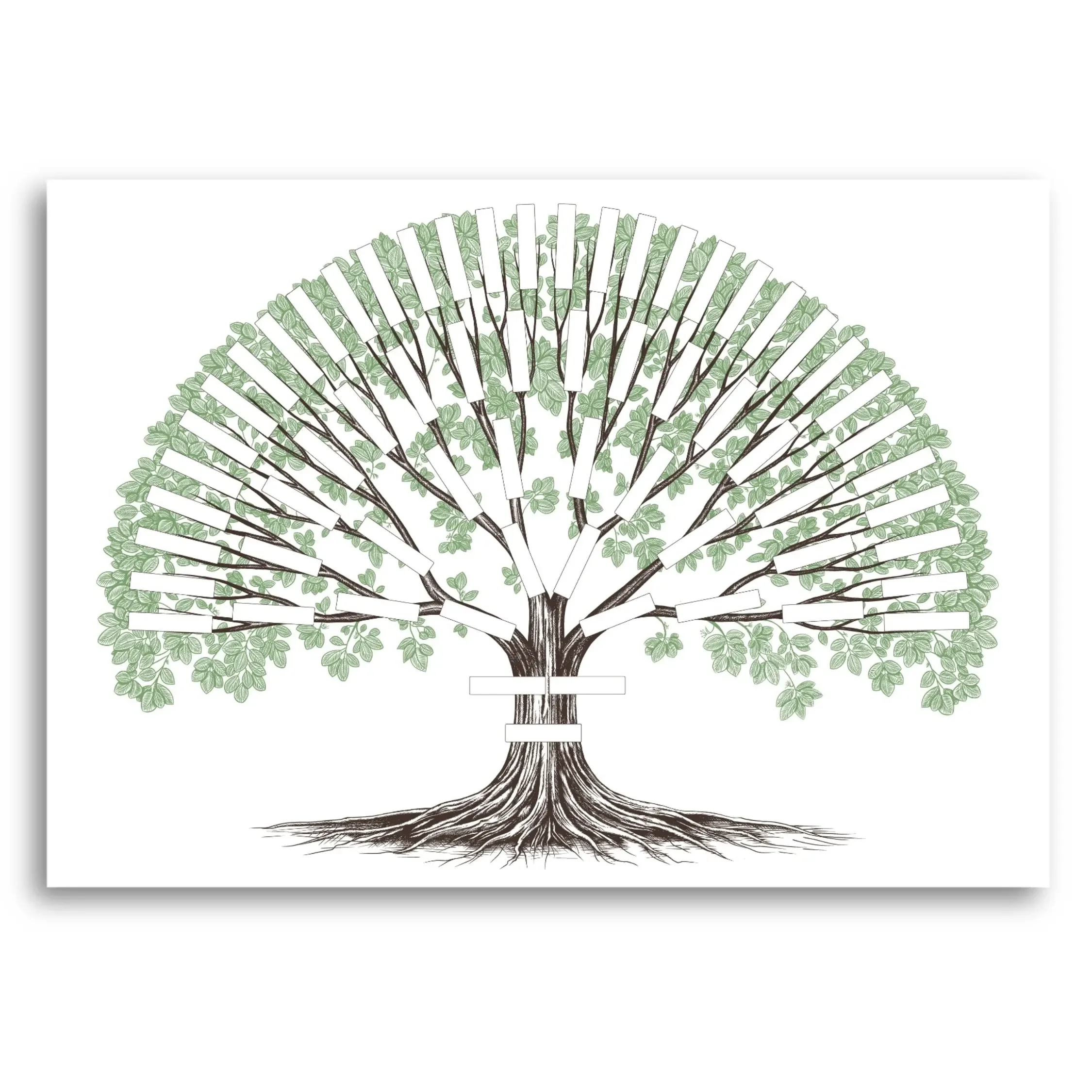 Tilleul-ete-6G-A2-vierge-AvantNous.webp