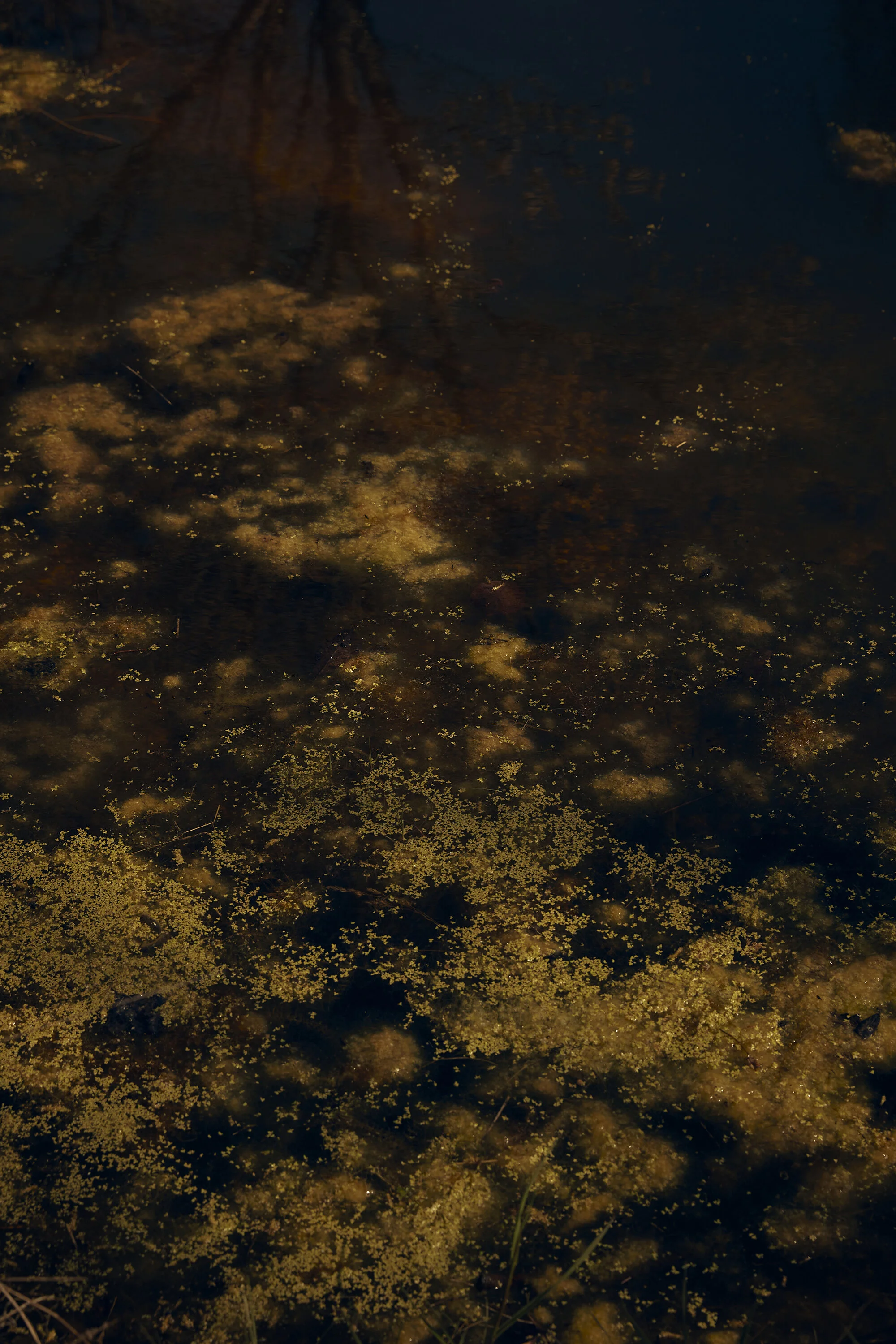 Dunkler Teich mit algigen und schwimmenden Pflanzenresten auf der Wasseroberfläche.