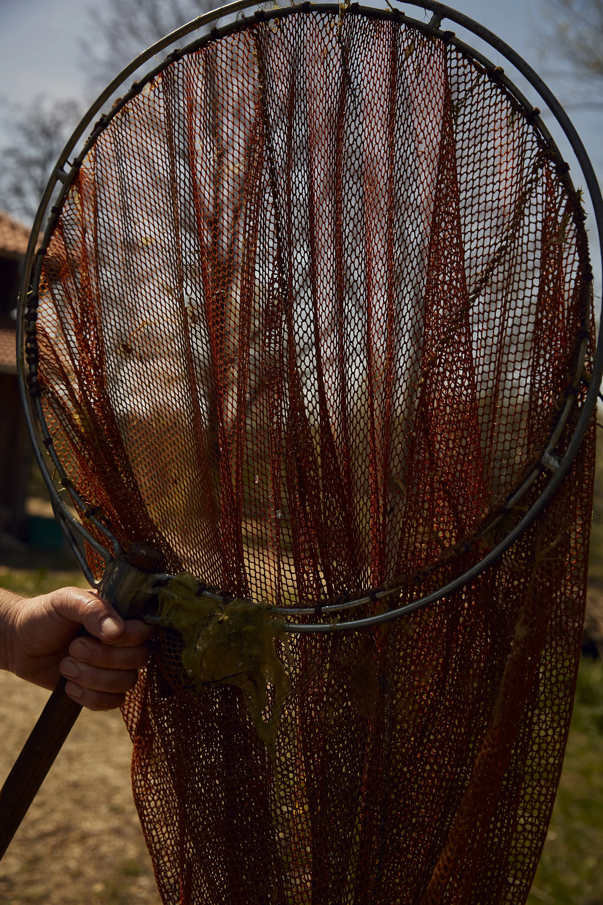 Ein Fischernetz wird von einer Hand gehalten, mit Algen oder Wasserpflanzen darin. Hintergrund zeigt unscharf einen bewölkten Himmel und Vegetation.