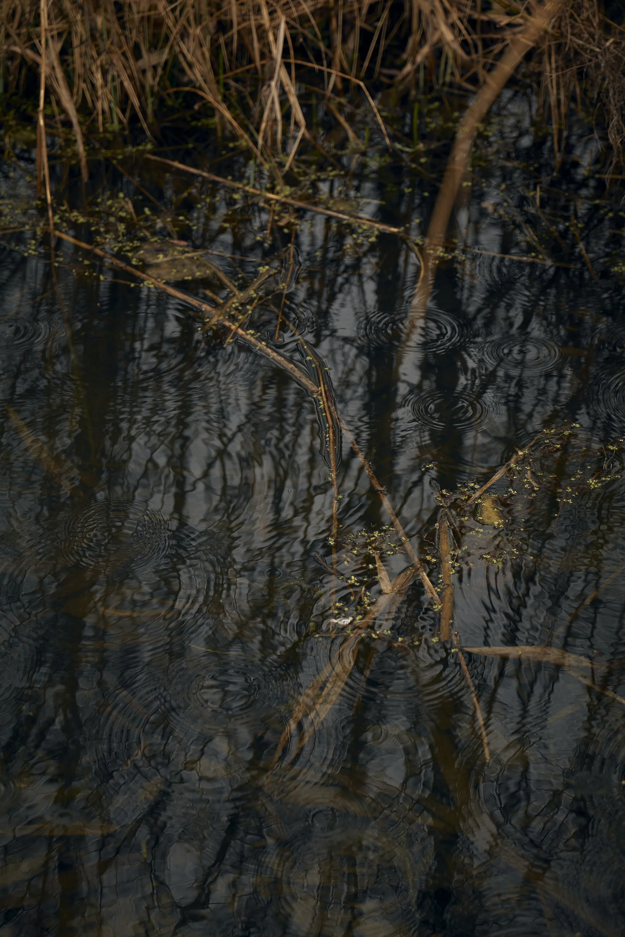 Nahaufnahme von Wasseroberfläche mit Reflexionen von kahlem Astwerk und Gräsern, kleine Wellen und Regentropfen sichtbar.