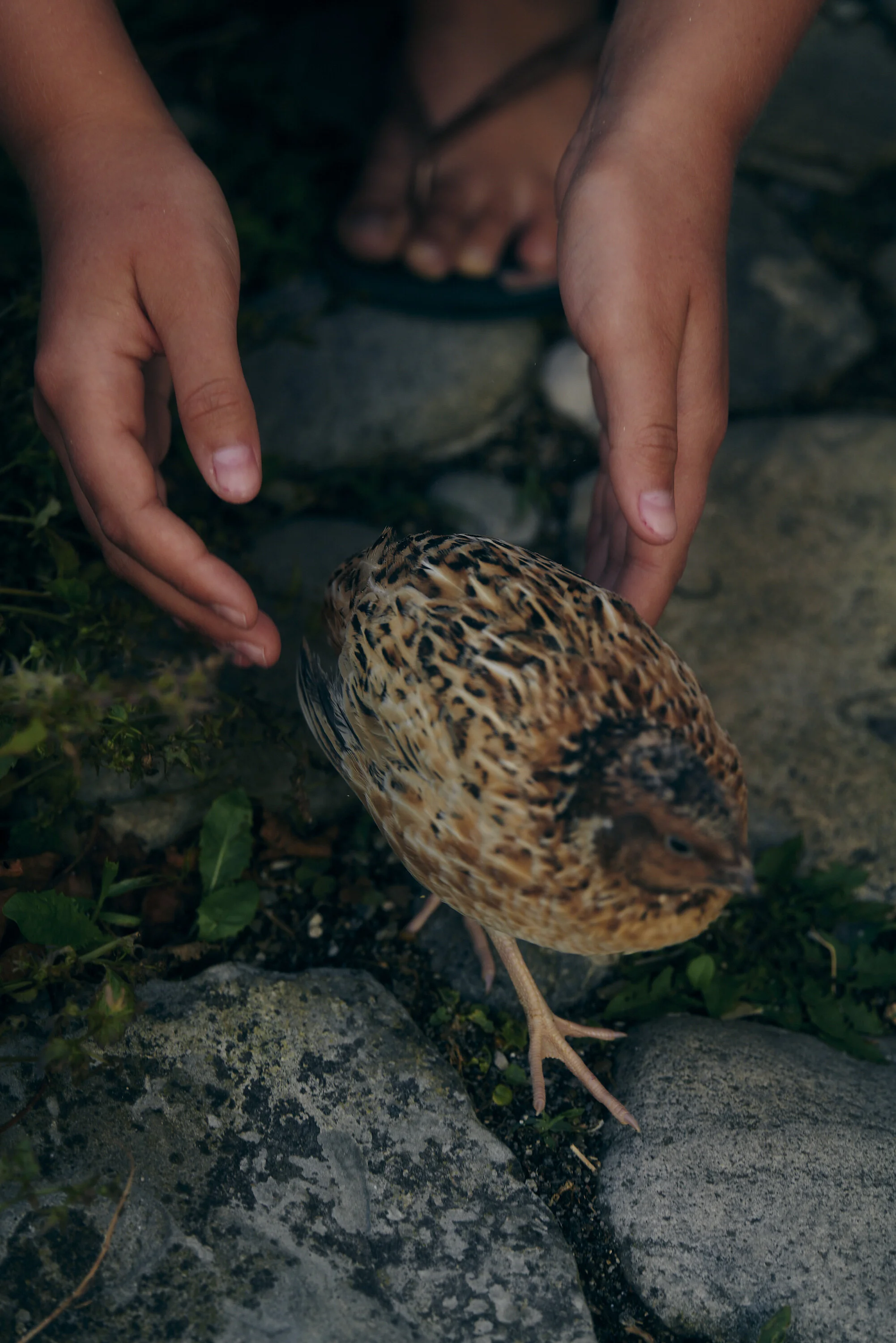 Zwei Hände eines Menschen nähern sich einem kleinen, braun gefiederten Vogel, der auf Steinboden steht.