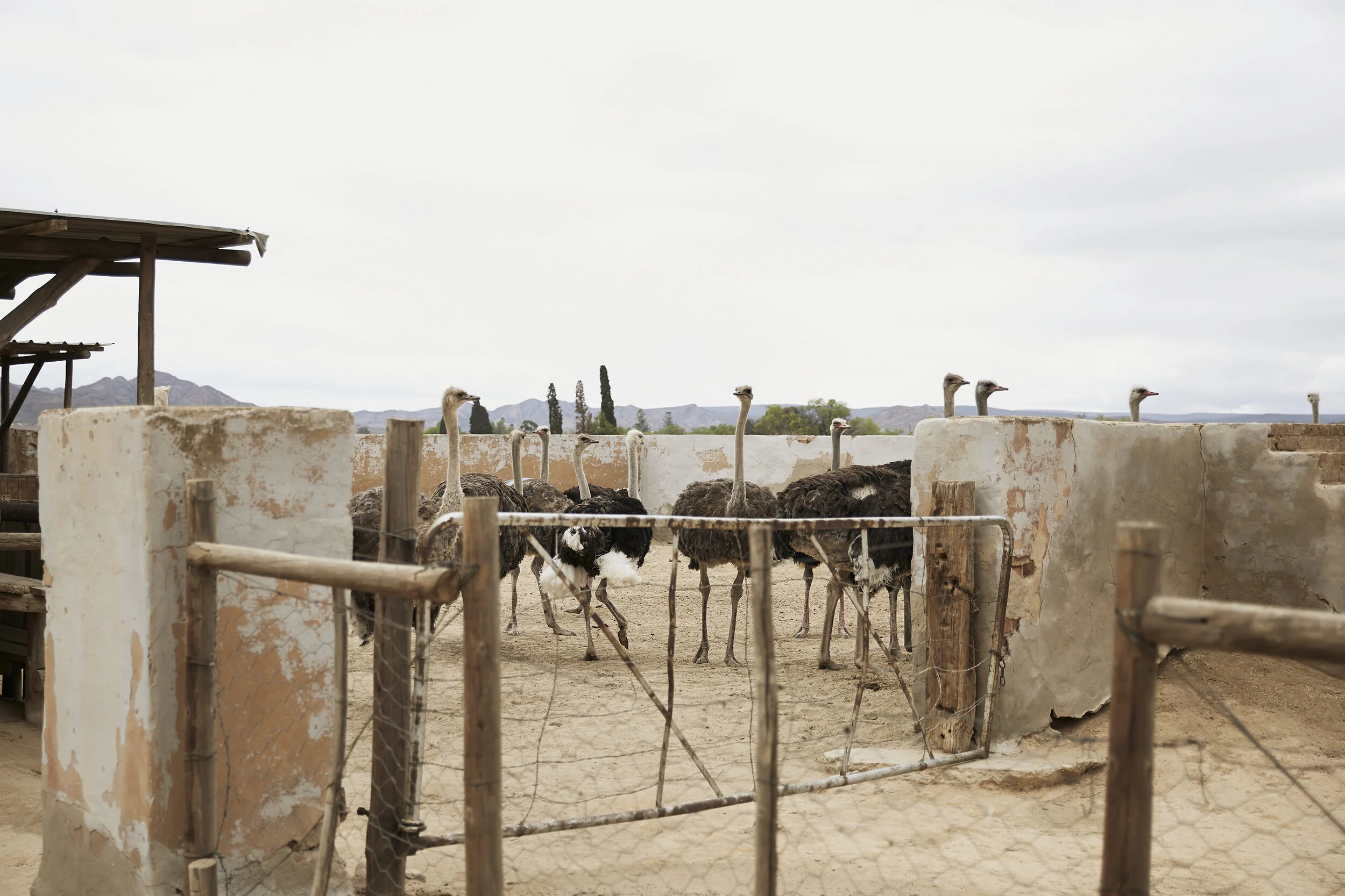 Strauße in einem eingezäunten Gehege mit rustikalem Zaun und Mauer, umgeben von trockener Landschaft und Bergen im Hintergrund.