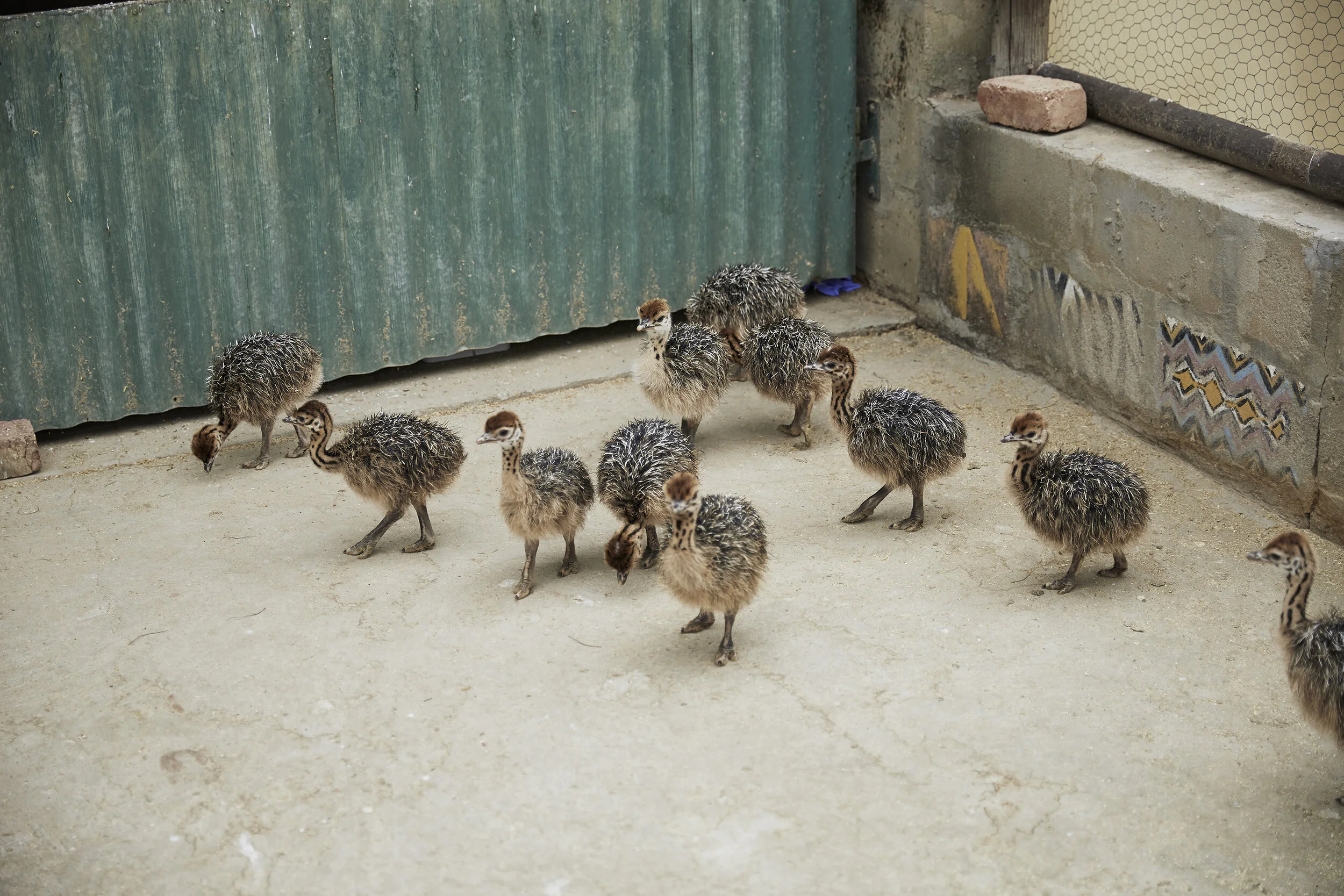 Eine Gruppe von Straußenküken auf einem Betonboden neben einer grünen Wellblechwand in einem Gehege.