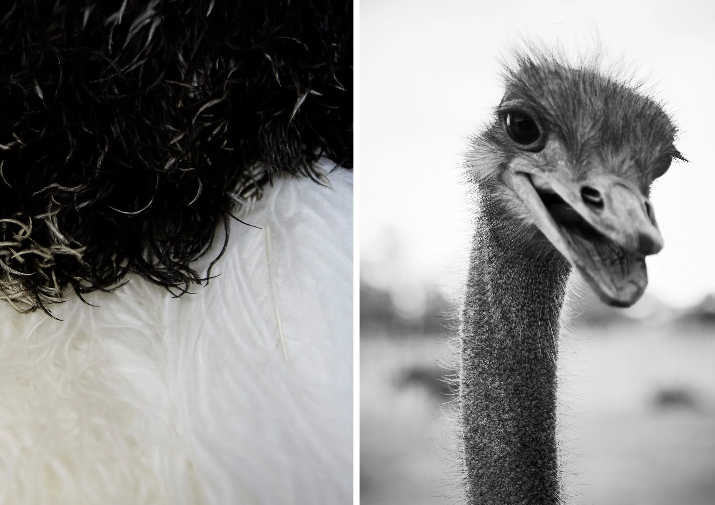 ostrich.jpg