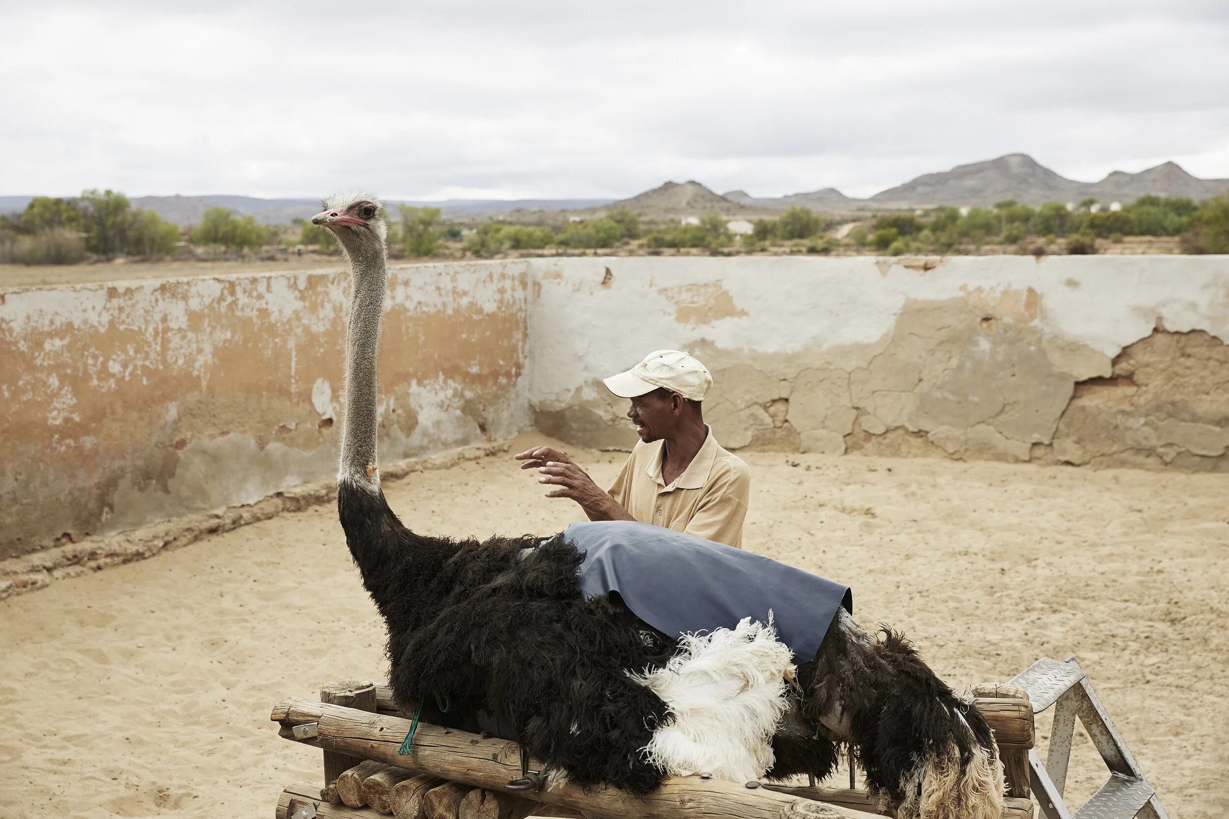 Ein Mann mit einem Strauß in einem eingezäunten Bereich, mit Hügeln im Hintergrund.