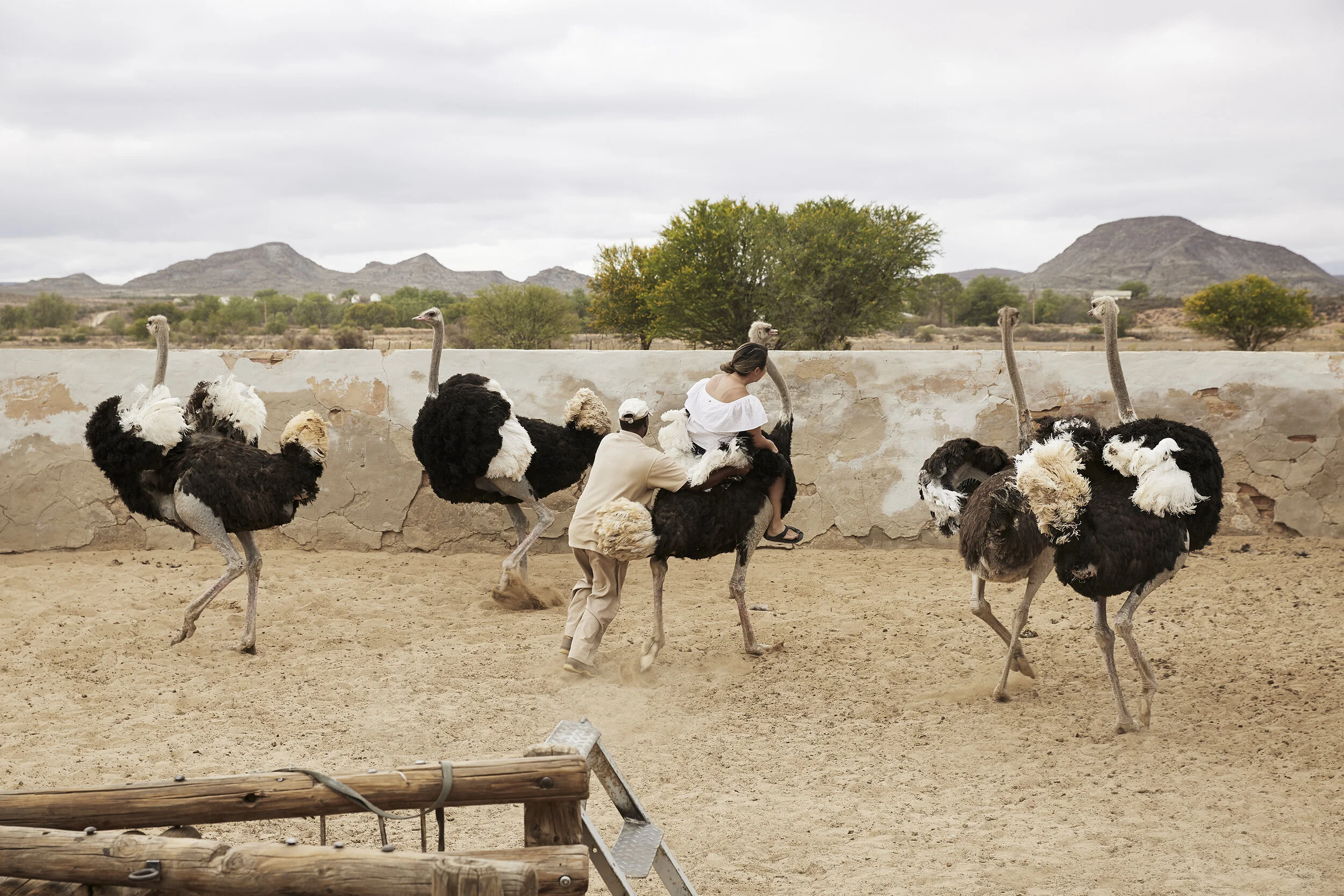 Person reitet auf einem Strauß in einem Gehege, umgeben von weiteren Straußen in einer Wüstenlandschaft.