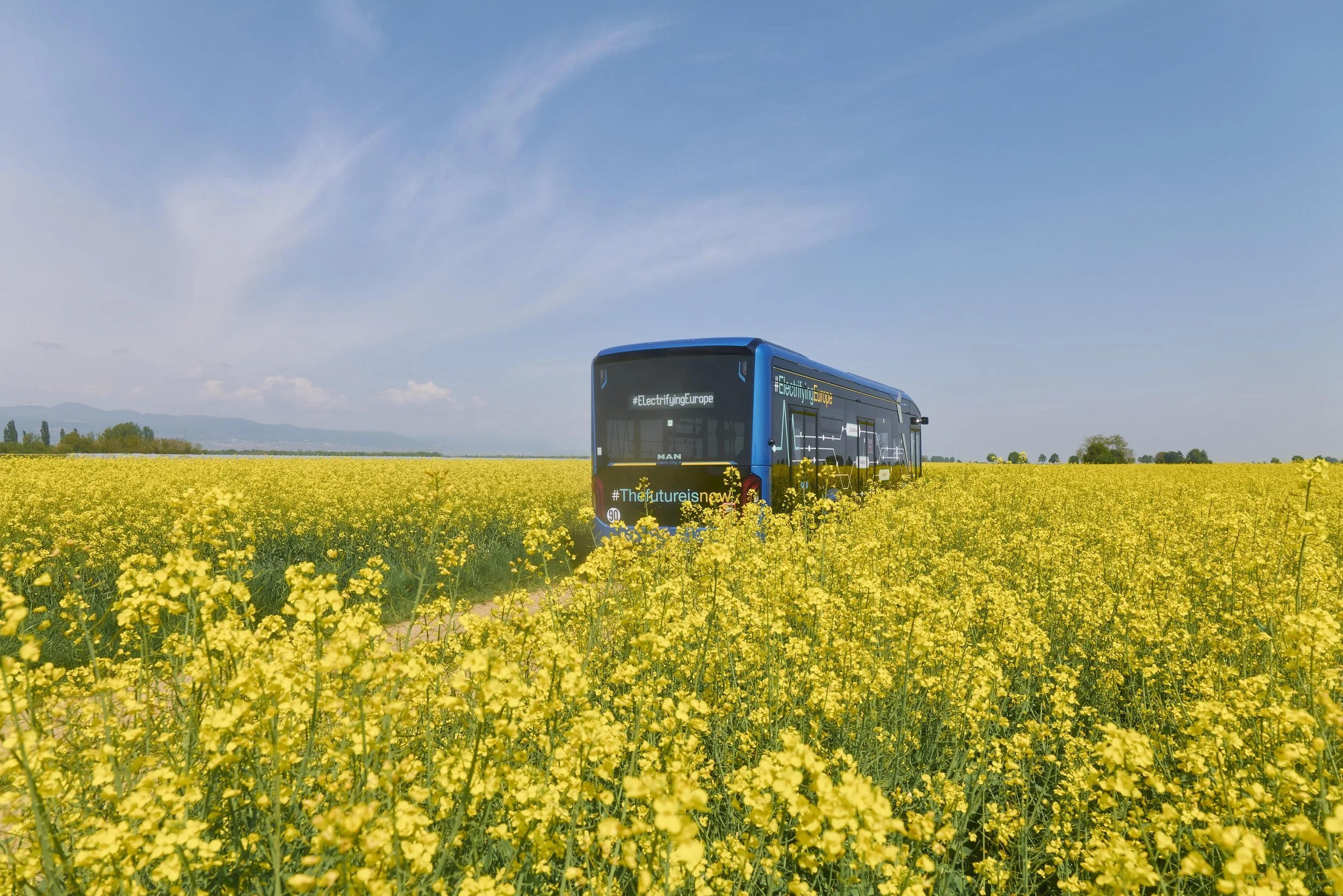 Ein blauer Bus fährt durch ein großes Rapsfeld unter einem klaren Himmel.