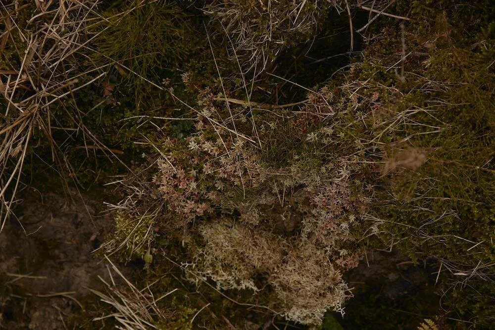 Moos und Gras auf einer natürlichen Oberfläche, mit unterschiedlichen grünen Schattierungen. Es gibt trockene und dürr aussehende Pflanzenstiele.