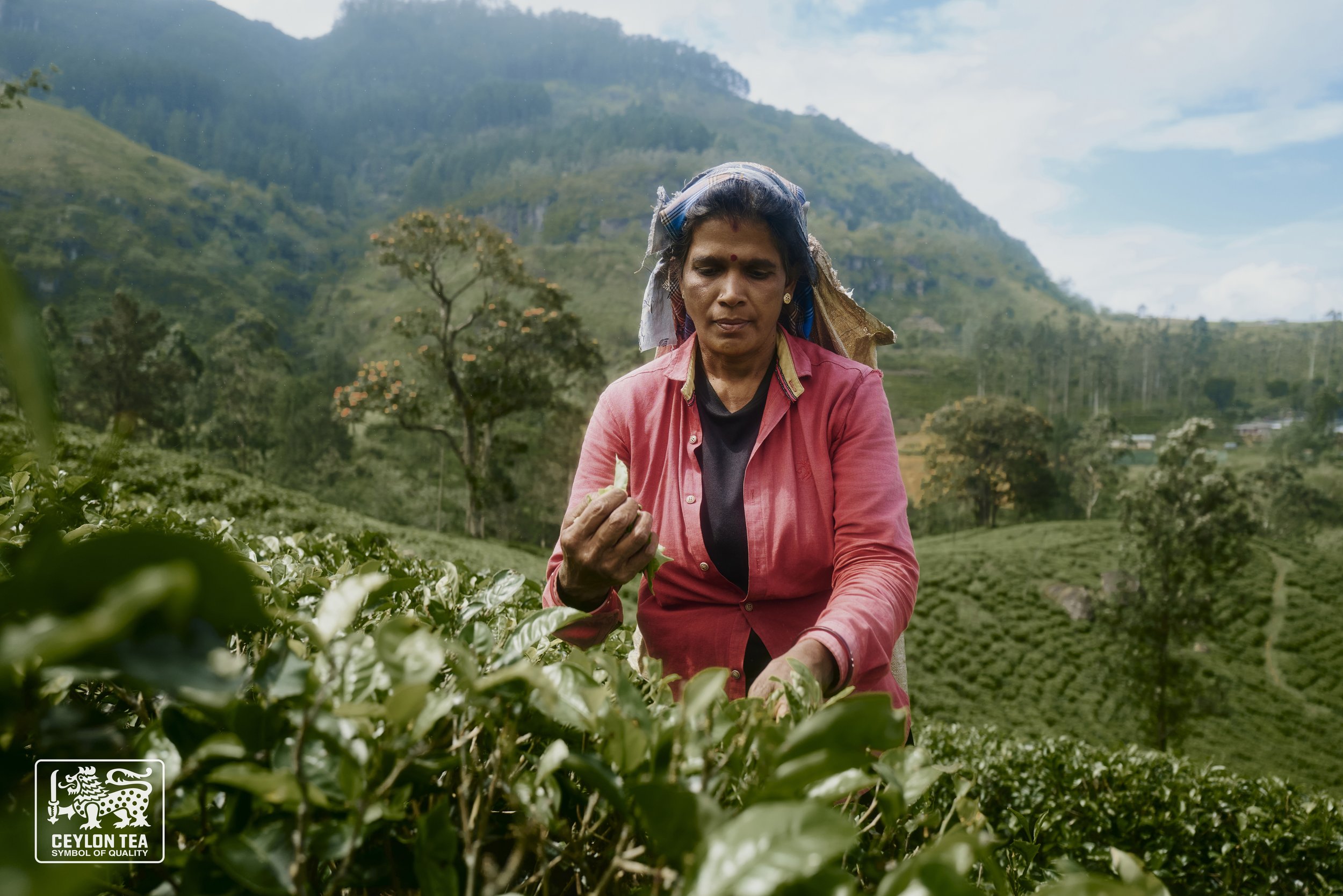 CEYLON TEA - Sri Lanka