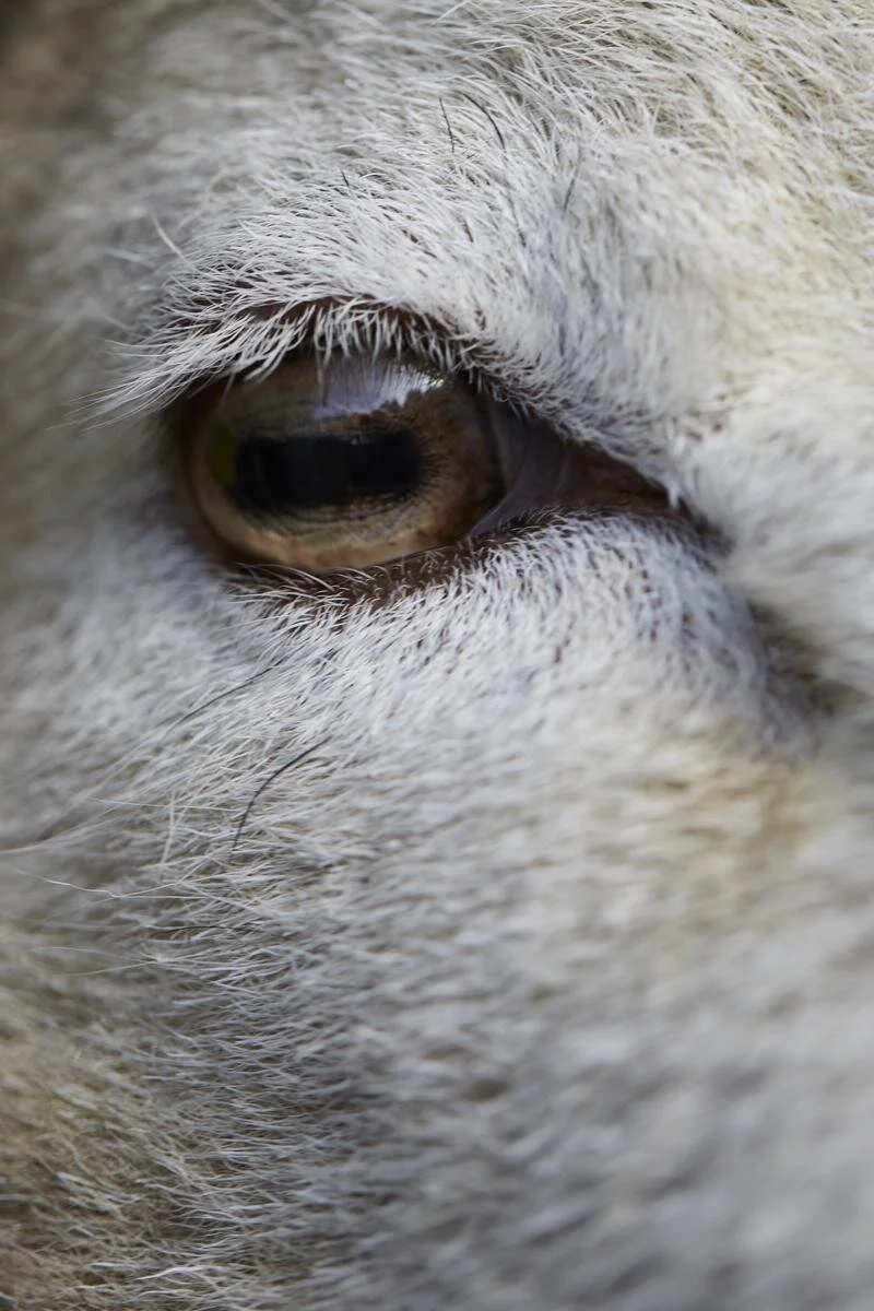 Die Jugendlichen im Kloster Dießen üben ganz elementare Erlebnisse, mit denen sie die Schönheit der analogen Welt wiederentdecken. Zeichnen, spazieren gehen, Tiere streicheln.