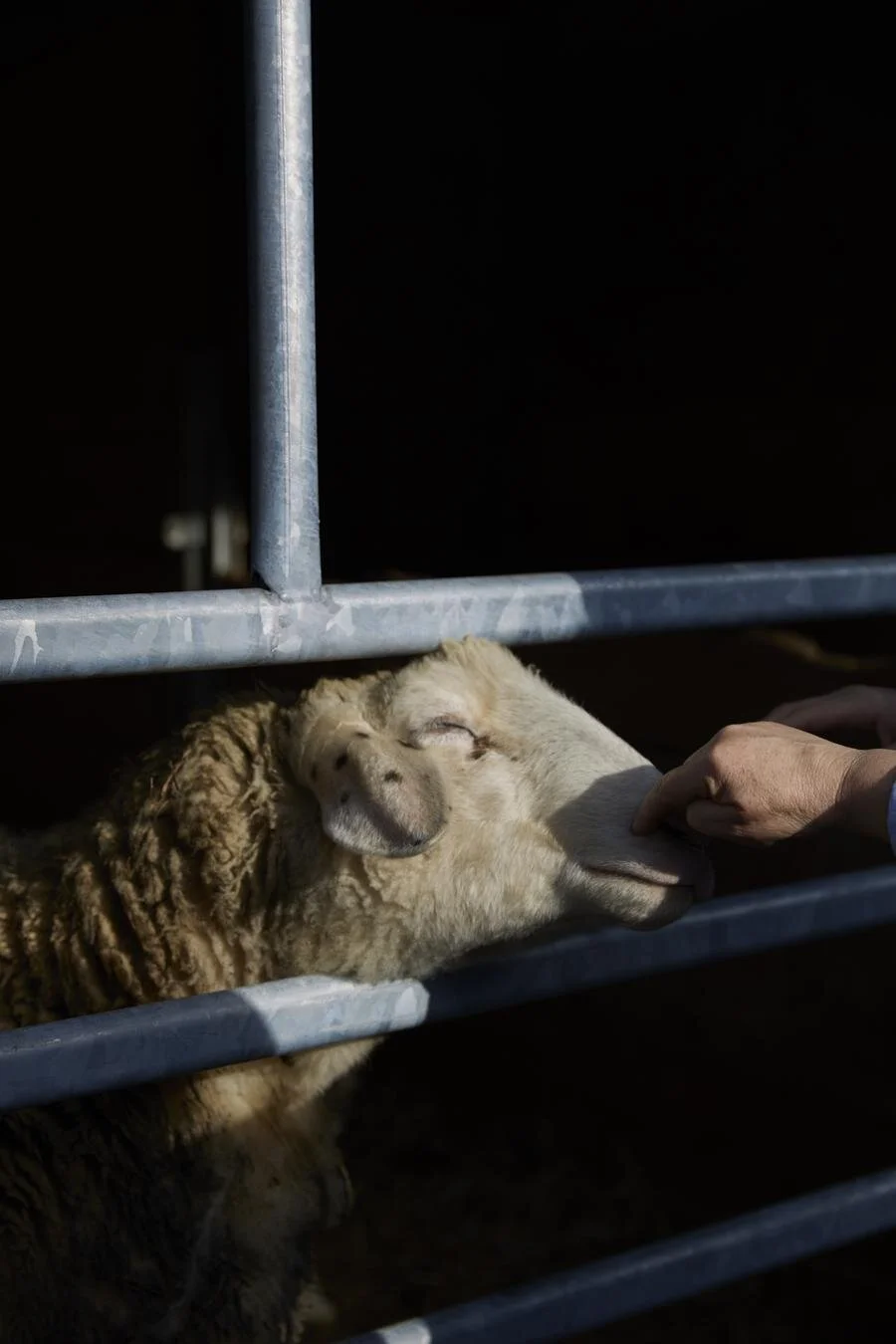 Ein Schaf wird von einer Hand sanft gestreichelt, während es seinen Kopf durch ein Gitter steckt.