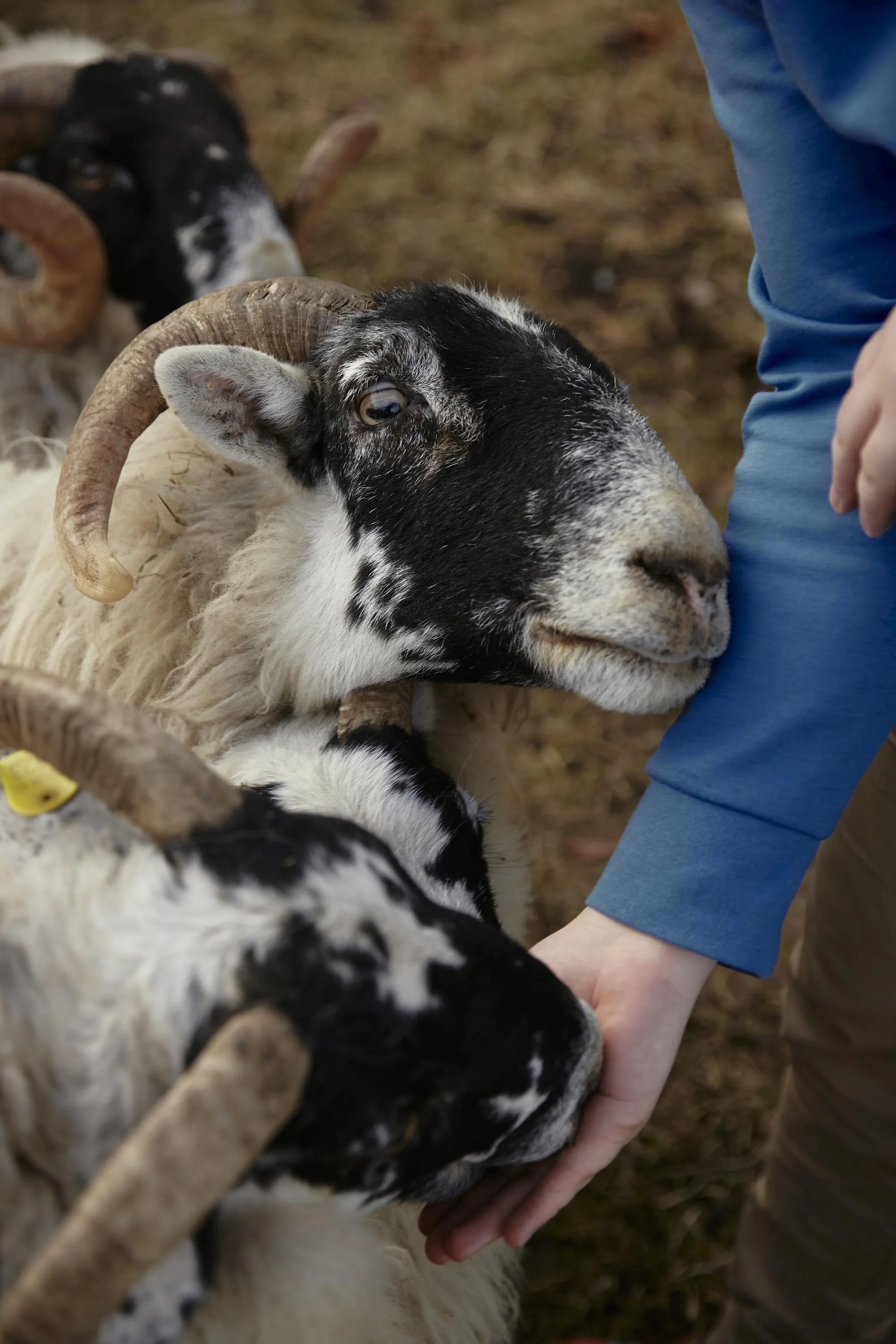 Person streichelt Schafe mit schwarzen und weißen Gesichtern.