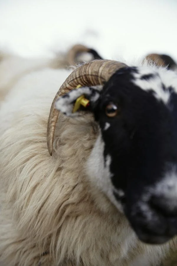 Nahaufnahme eines Schafs mit schwarzen Gesicht und gekräuselten Hörnern.