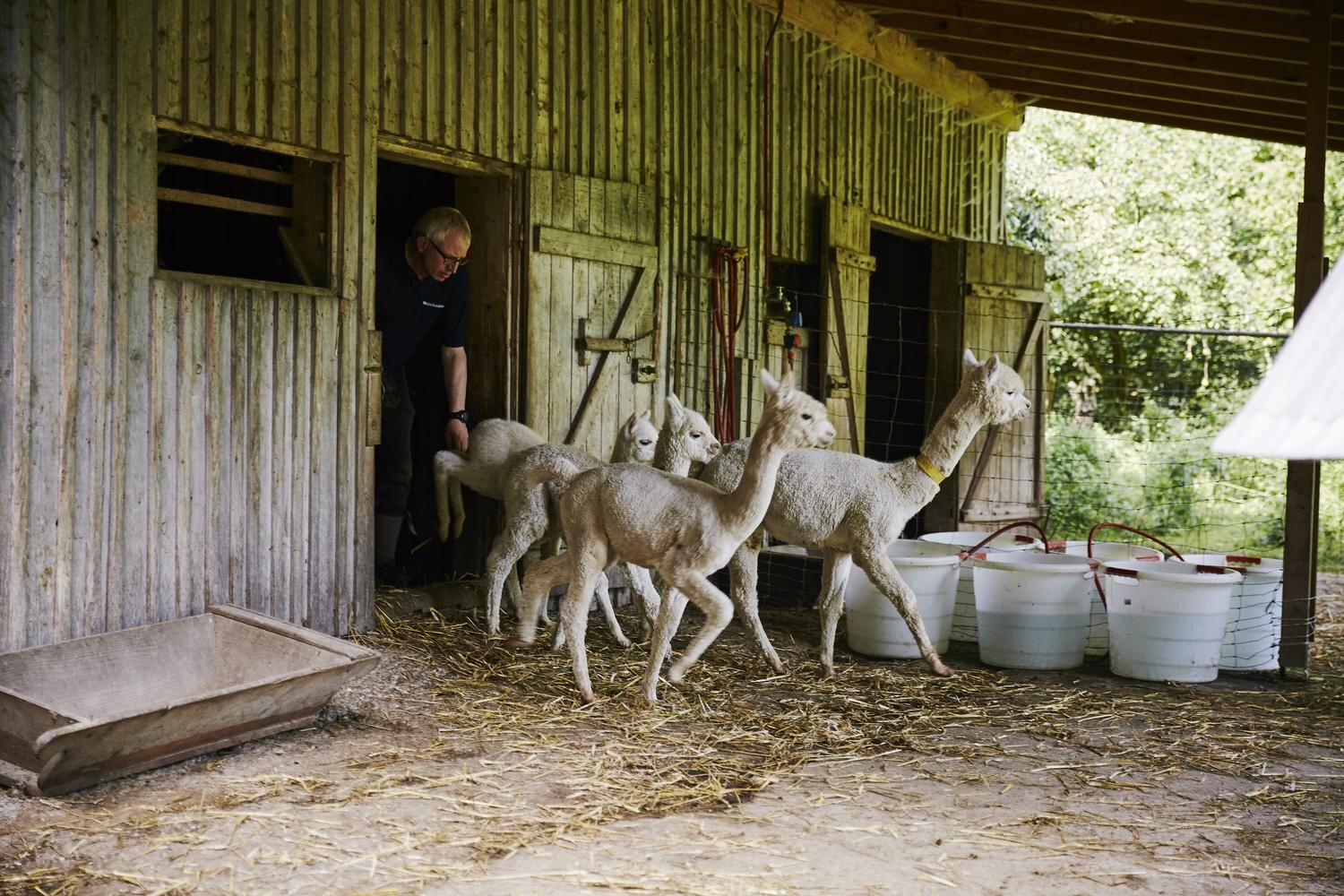 Ein Mann steht in einer Scheunentür und lässt mehrere Alpakas heraus. Die Alpakas laufen auf einer mit Stroh bedeckten Fläche. Neben der Tür befinden sich weiße Plastikeimer und eine hölzerne Wanne. Der Hintergrund zeigt einen bewaldeten Bereich.