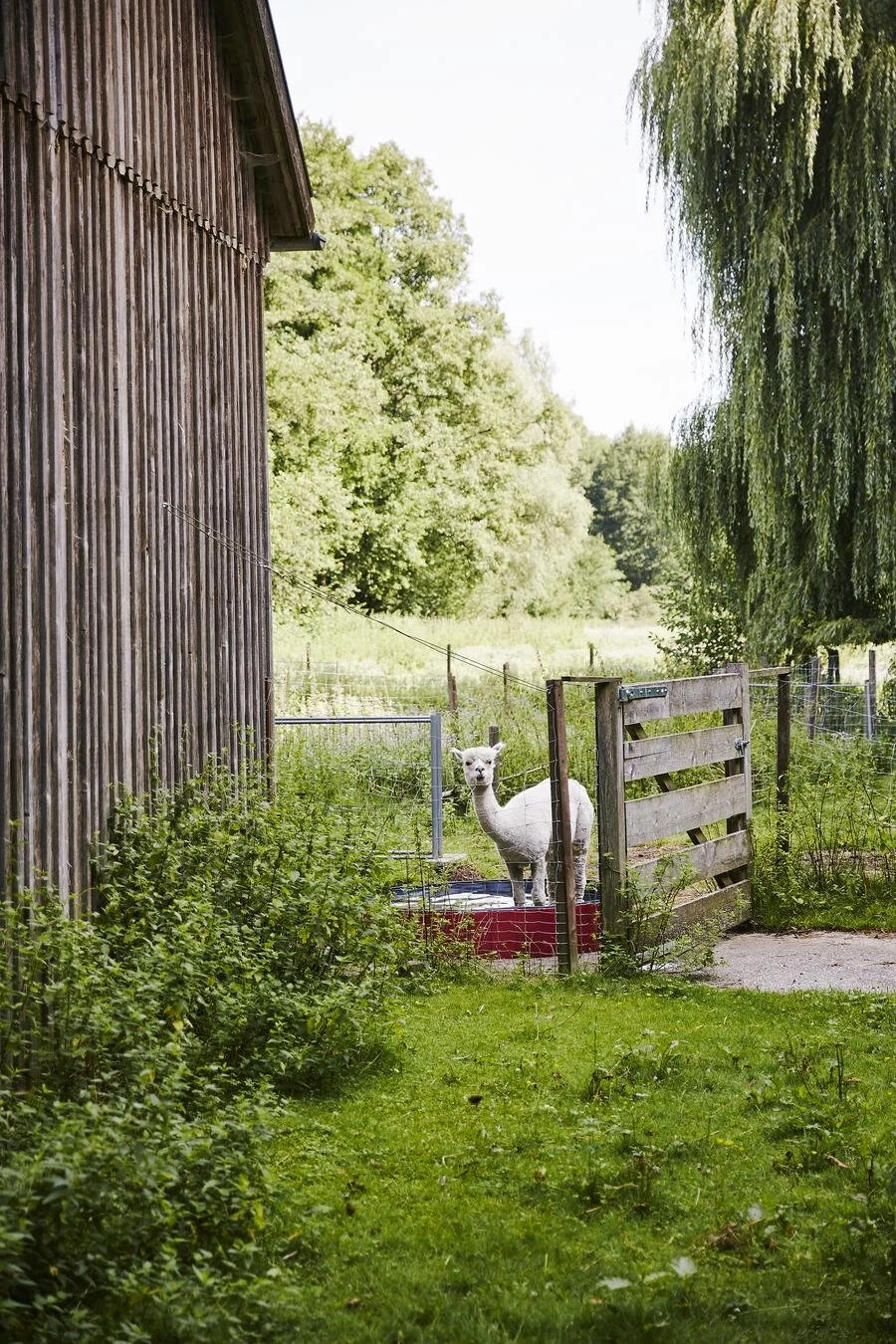 Ein Alpaka steht in einem eingezäunten Bereich neben einem Holzgebäude auf einer grünen Wiese.