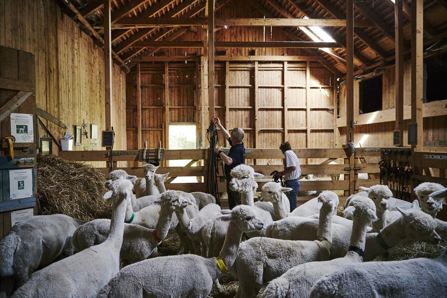 Innenaufnahme einer Scheune mit mehreren geschorenen Alpakas und zwei Personen, die mit Ausrüstung hantieren. Holzstallung, Heuballen und Holzdecke sind sichtbar.