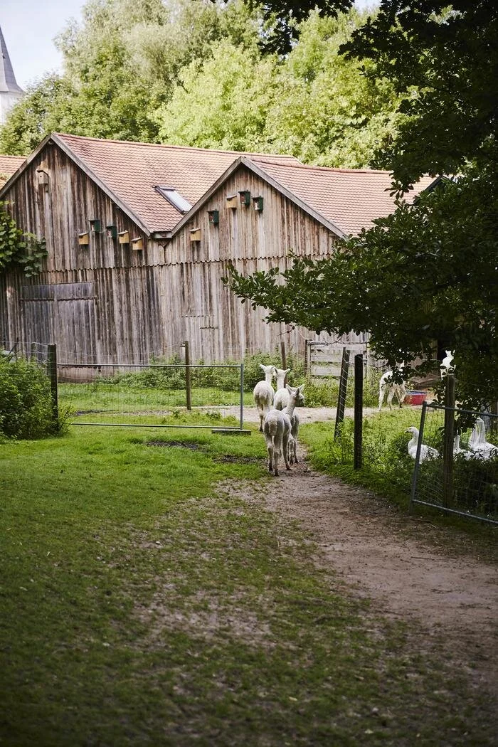 Holzscheune mit Schafen und Gänsen im Vordergrund, umgeben von grüner Vegetation bei Tageslicht.
