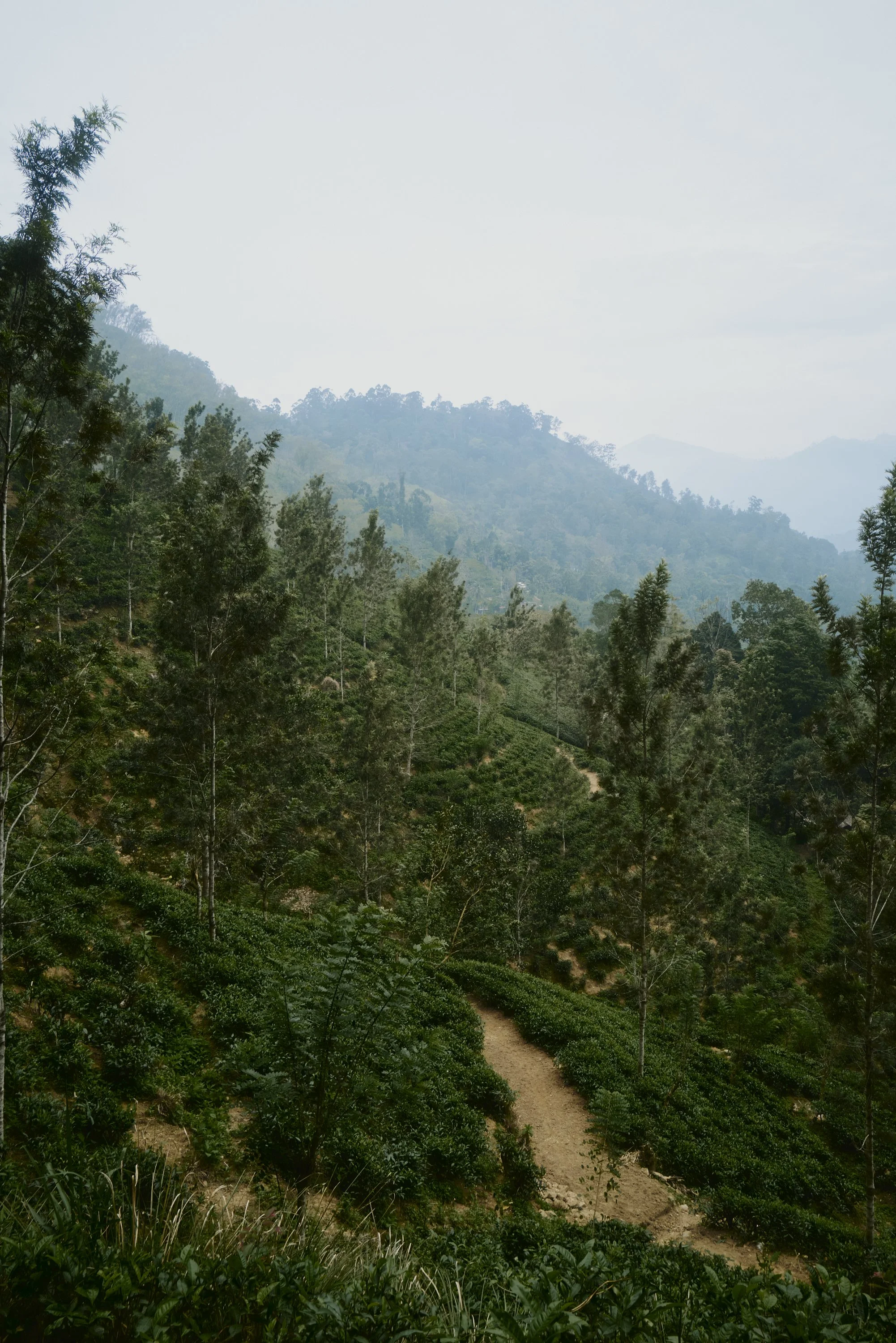 Berglandschaft mit Baumreihen und Pfad.