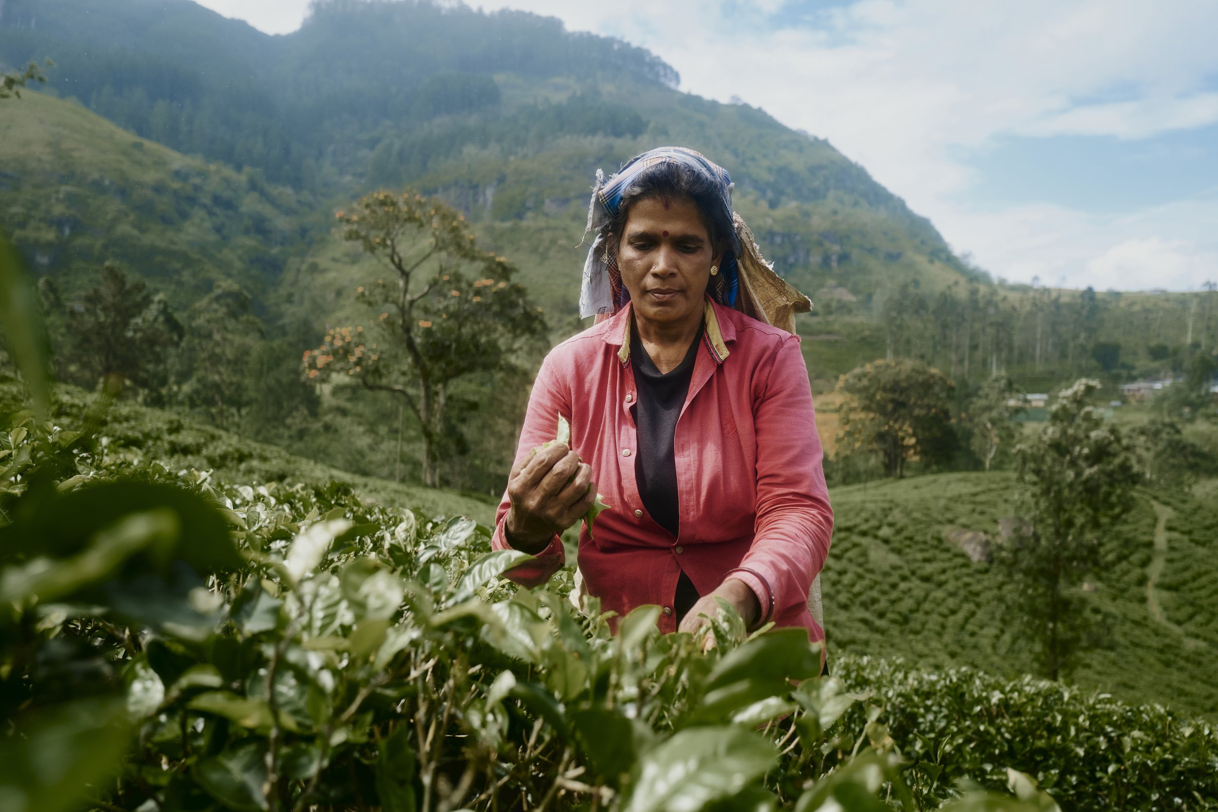 Frau pflückt Teeblätter in einer Plantage vor einer bergigen Landschaft