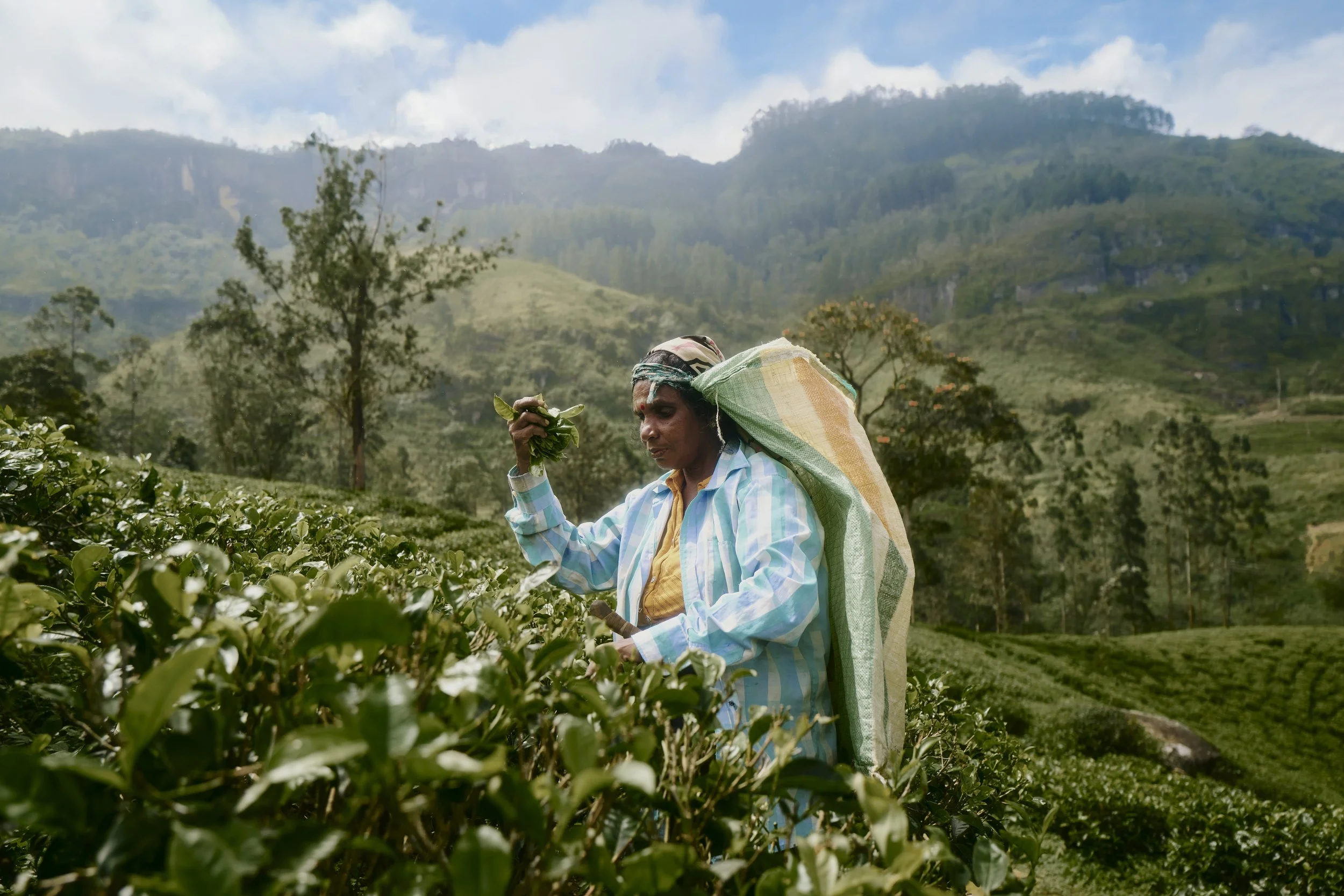 Eine Person pflückt Tee in einer grünen Plantage vor einer Berglandschaft.