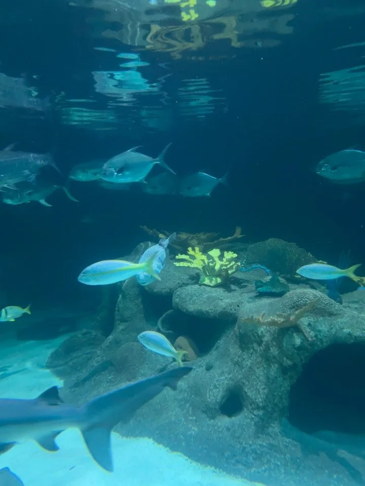 Don&rsquo;t think we shared enough photos of the vacation so here is a dump.  Marathon aquarium, Salvador Dali museum, oldest church in amerikkka, mid evil torture museum, family photo, fish pedicures in a mangrove.