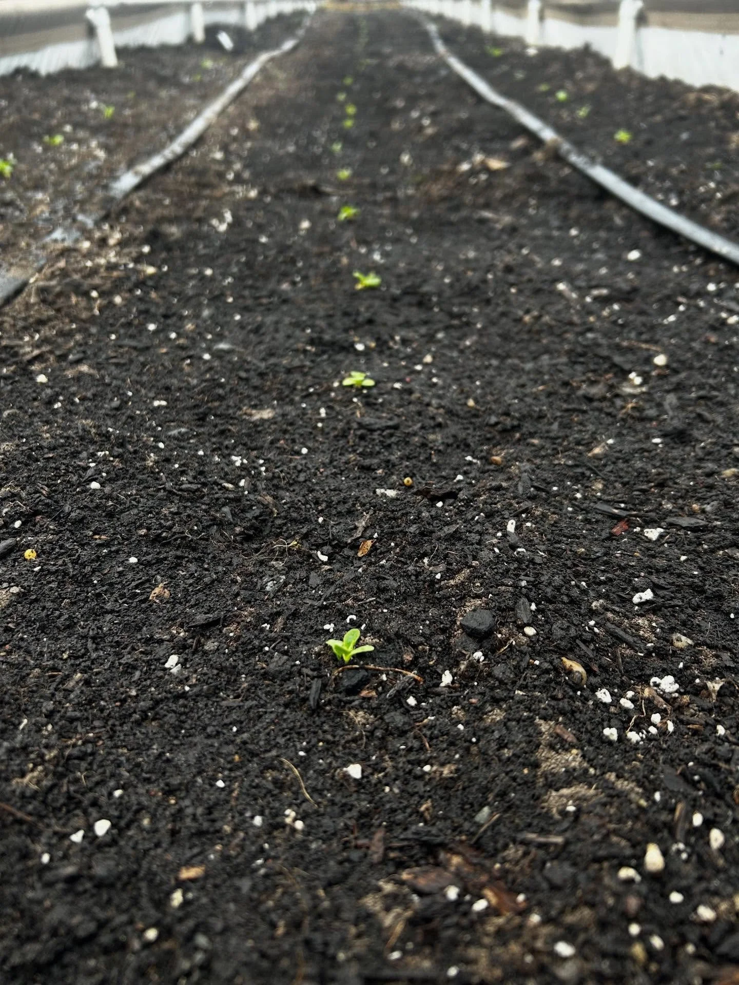 Next round of winter lettuce is starting to pop! This is winter density a small short growing period romaine lettuce. Typically 45 days but since it is mid January this will probably take much longer.