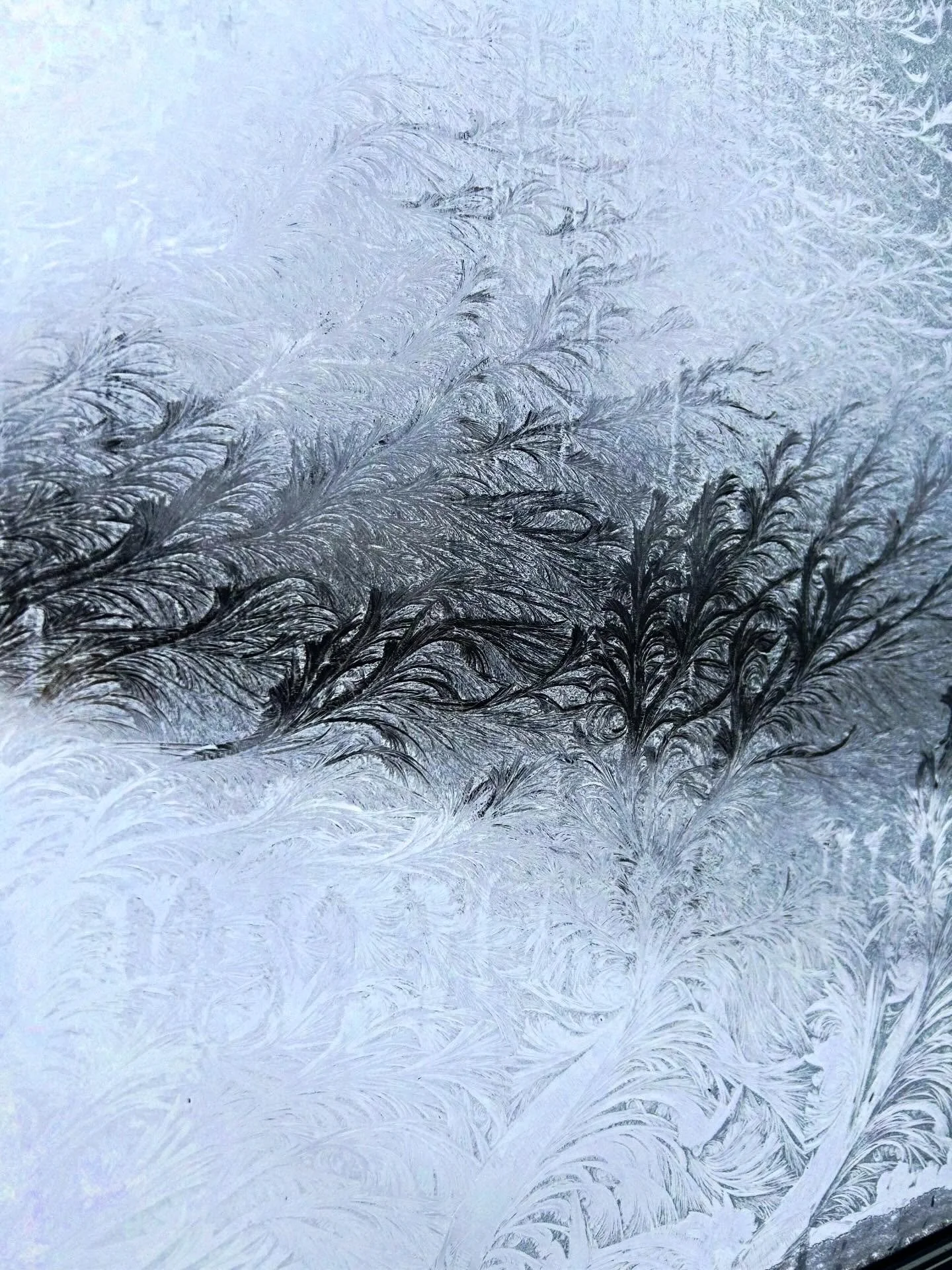 Frost from the green house door.