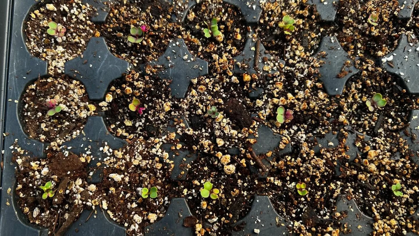 Things are sprouting!