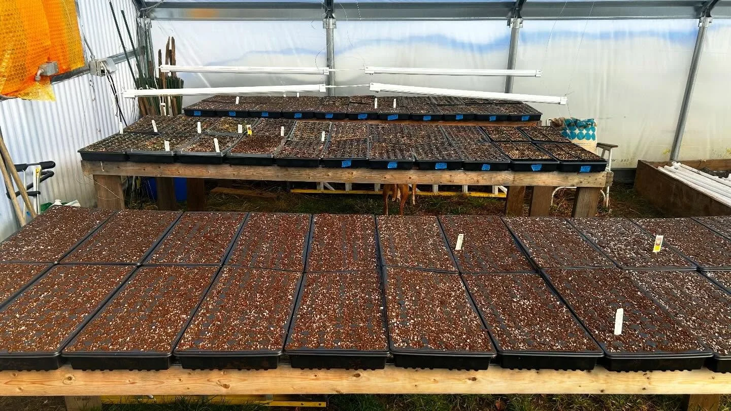 We're on our way! Tomatoes, peppers, and eggplants are all seeded up! Can't deny spring's arrival with 95 degrees in the greenhouse today!