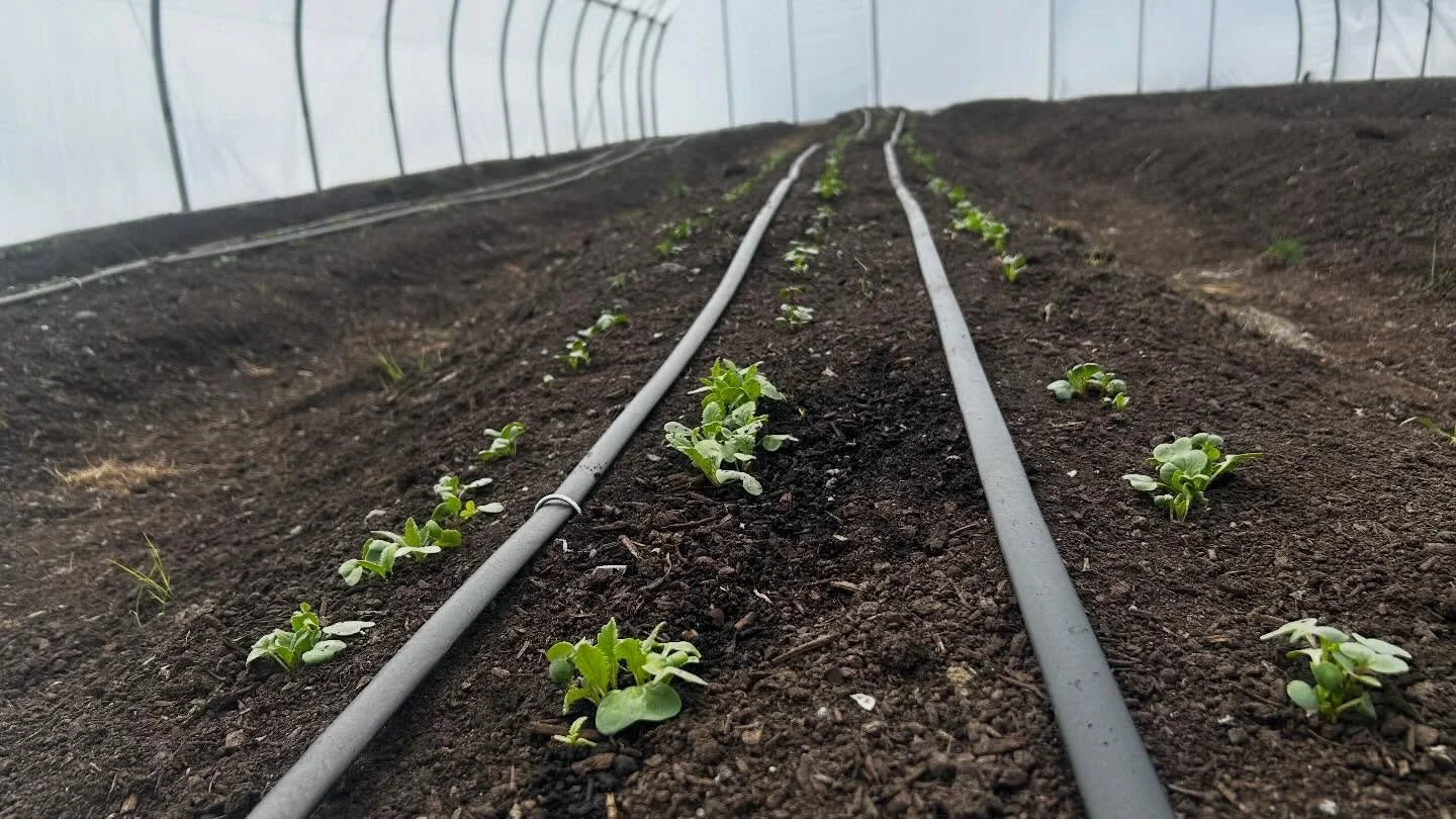 Finally! New life is sprouting in the greenhouse!