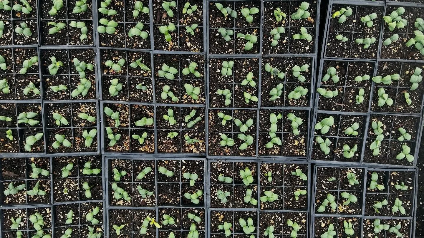 Cucumbers and winter density lettuce are progressing nicely.