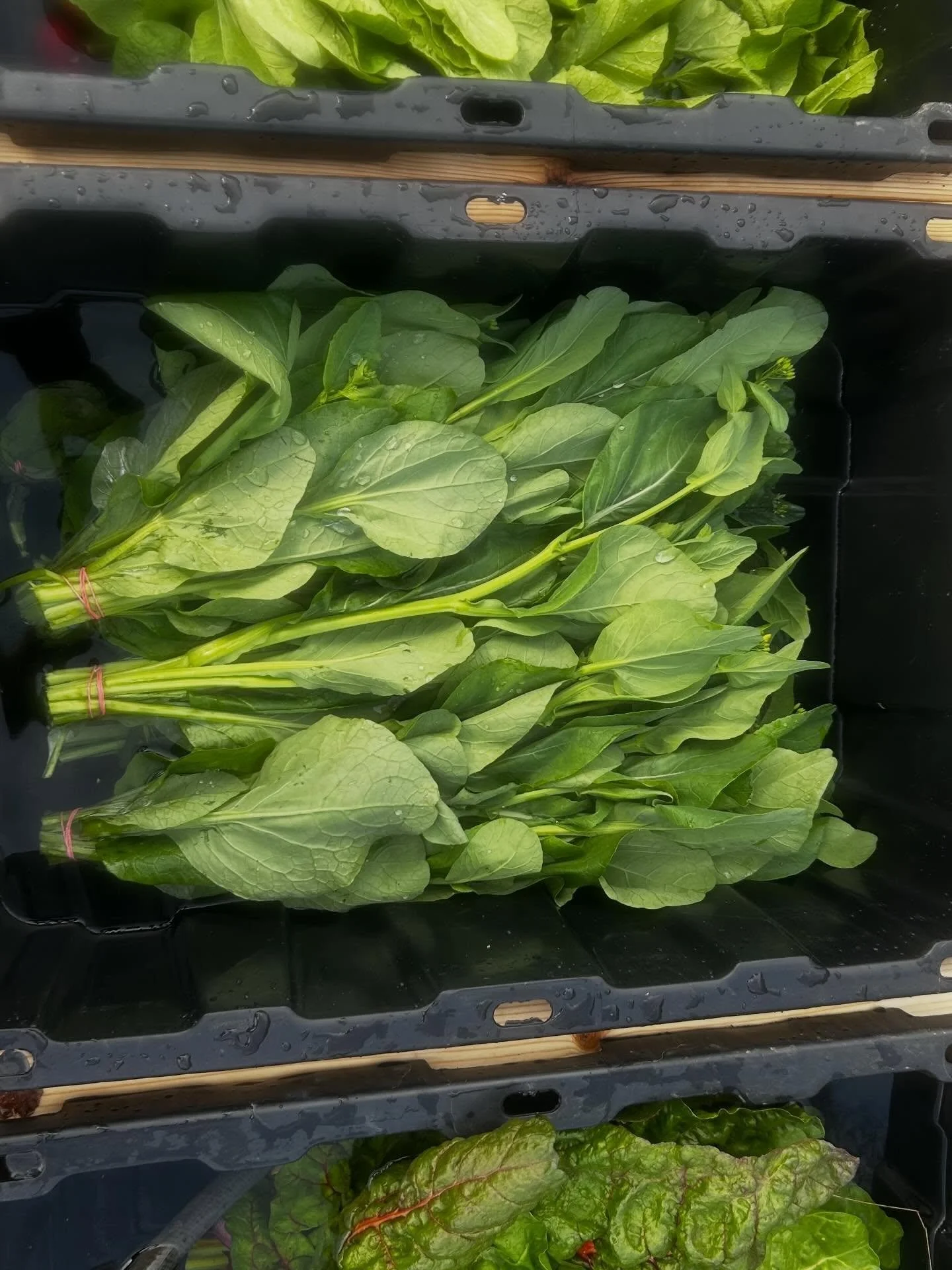 Getting our first delivery ready for @hilltownmobilemarket 
We got radishes, yakatta na, swiss chard, and winter density lettuce.