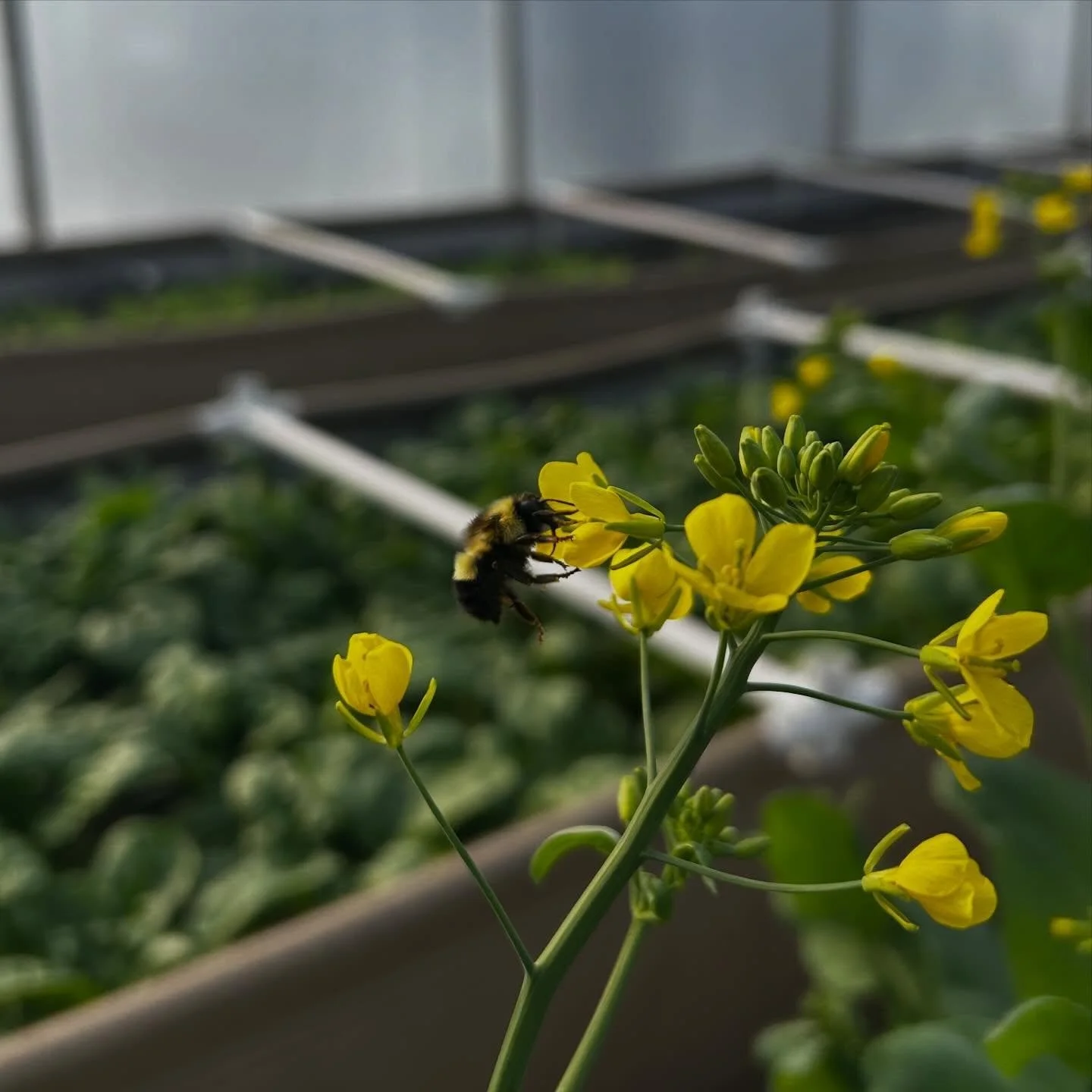 Little bee welcomes the spring.